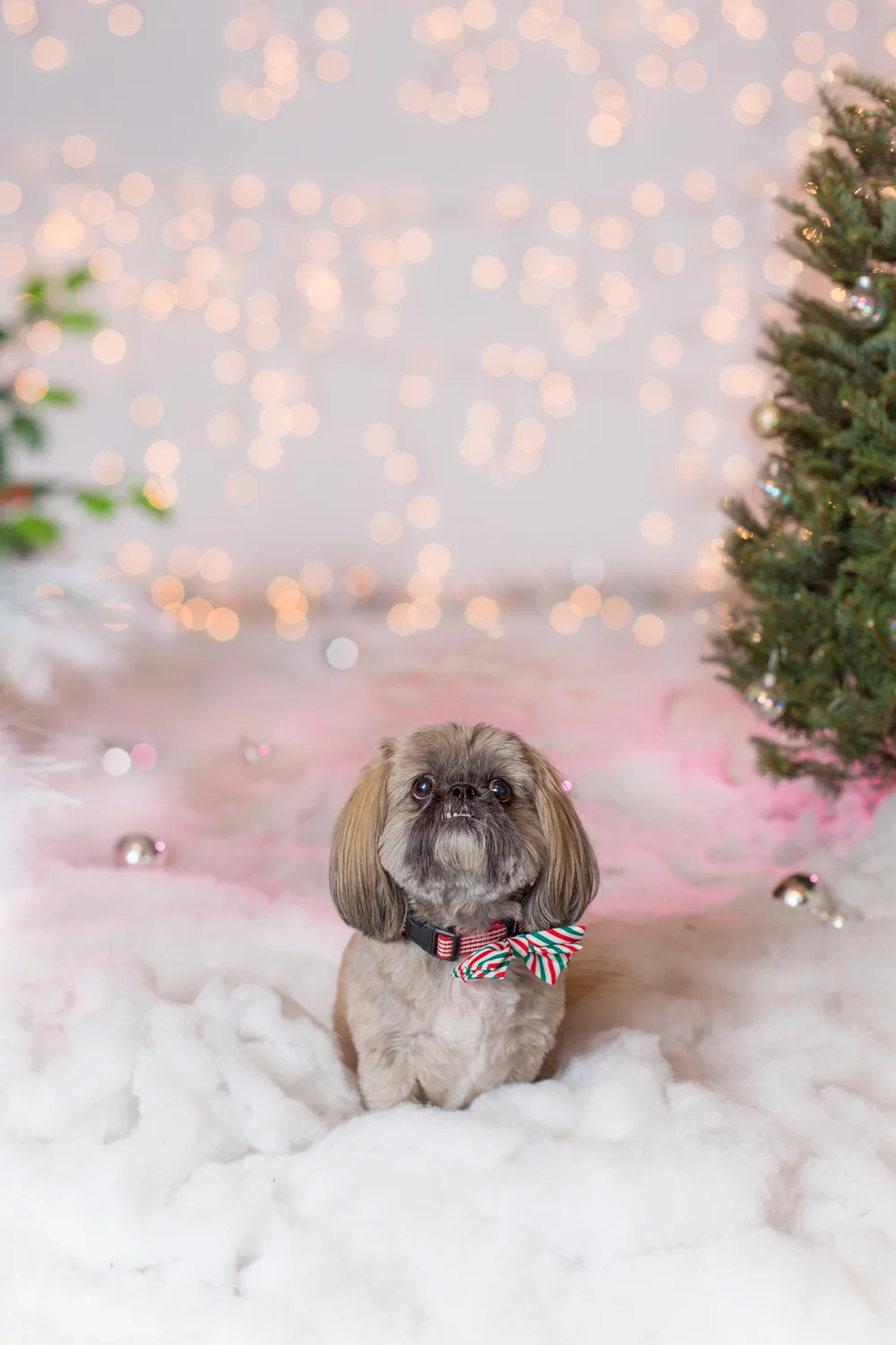 _WebsiteDogs70CocoClancy_14_1500.JPG
