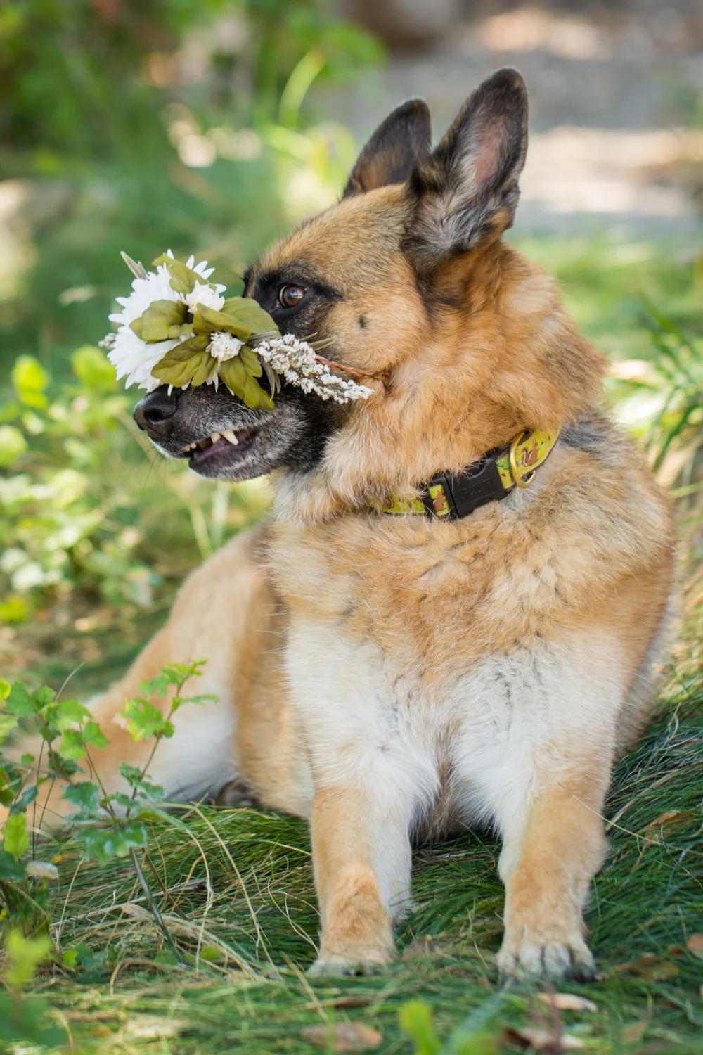_WebsiteDogs46VeilsTrailsTails16_211 Anja_1500.JPG