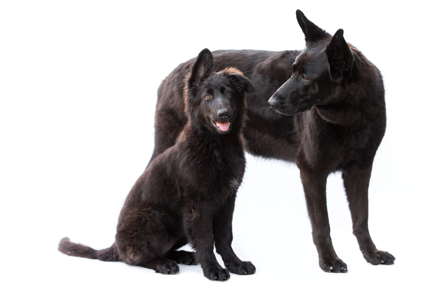 _WebsiteDogs01_A3A7333 ps_1500.JPG