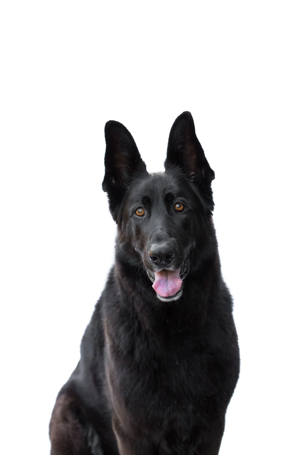 _WebsiteDogs02_A3A7294 ps_1500.JPG