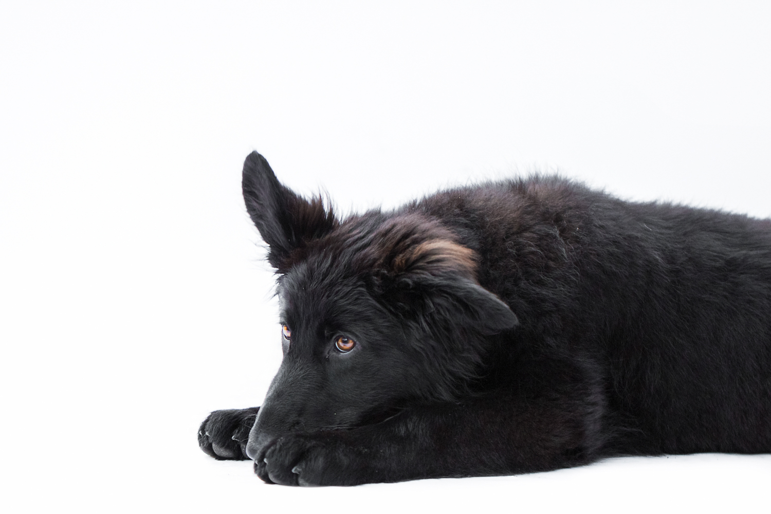 _WebsiteDogs03_A3A7384 ps_1500.JPG