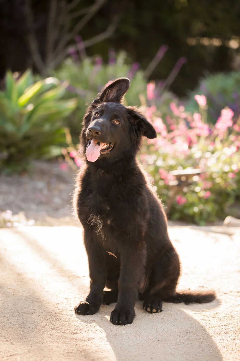 _WebsiteDogs04_A3A7097 ps_1500.JPG