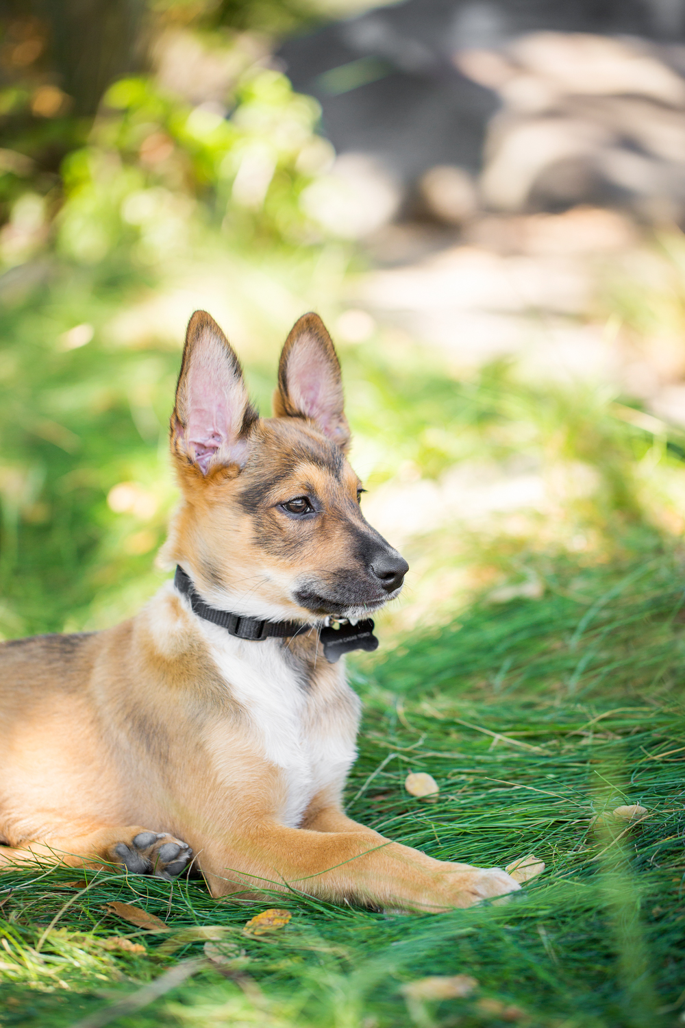 _WebsiteDogs34VeilsTrailsTails16_075 Zephyr_1500.JPG