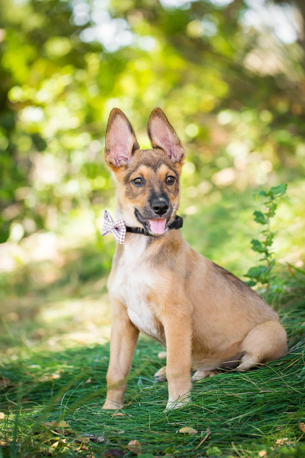 _WebsiteDogs32VeilsTrailsTails16_071 Zephyr_1500.JPG