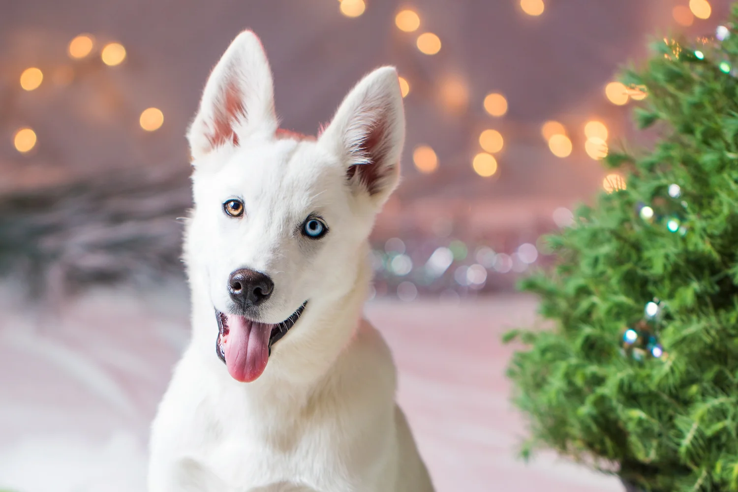 _WebsiteDogs38_A3A3796 ps_1500.JPG