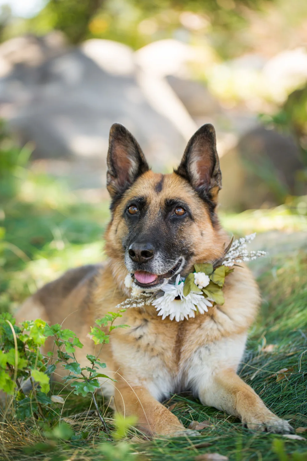 _WebsiteDogs44VeilsTrailsTails16_207 Anja_1500.JPG