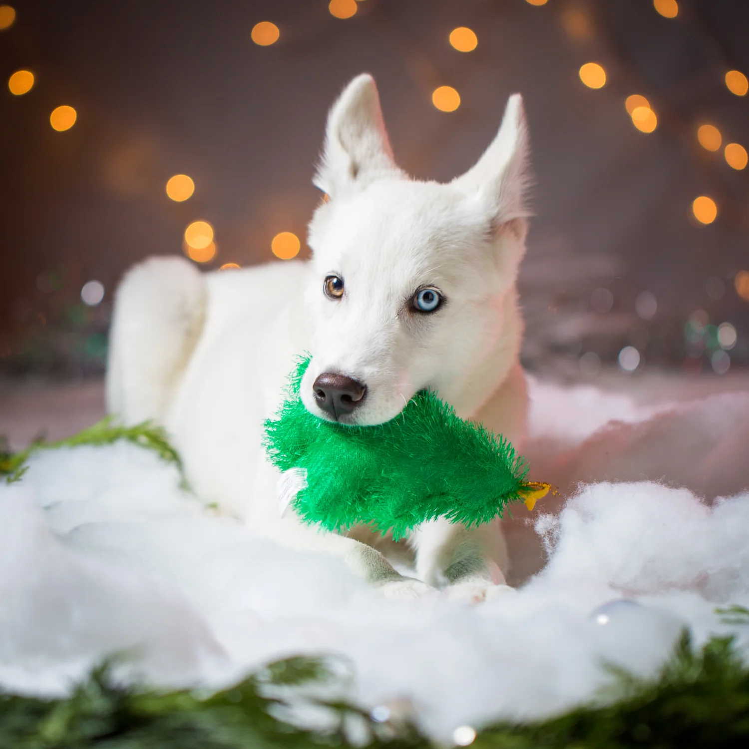 _WebsiteDogs39_A3A3810 ps sq_1500.JPG