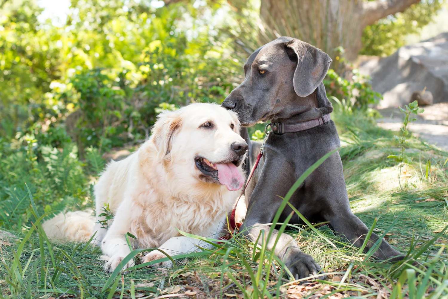 _WebsiteDogs47VeilsTrailsTails16_230 Maxi Mikie_1_1500.JPG