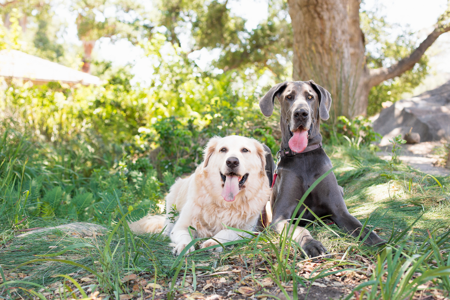 _WebsiteDogs49VeilsTrailsTails16_231 Maxi Mikie_1500.JPG