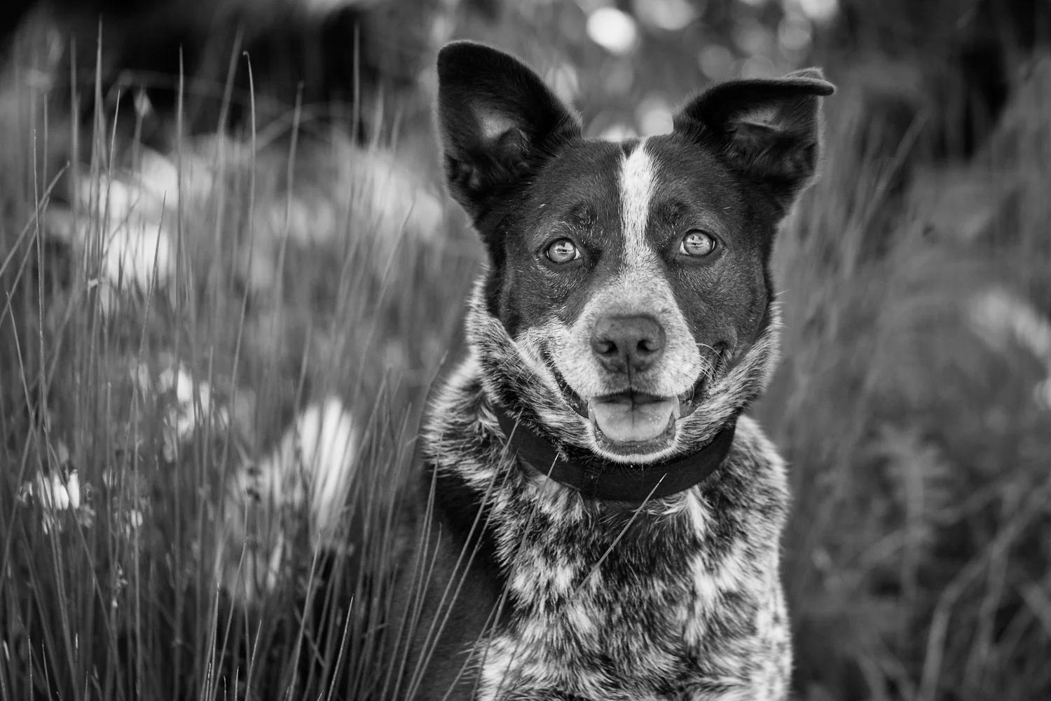 _WebsiteDogs54VeilsTrailsTails16_234 Sam_1500.JPG