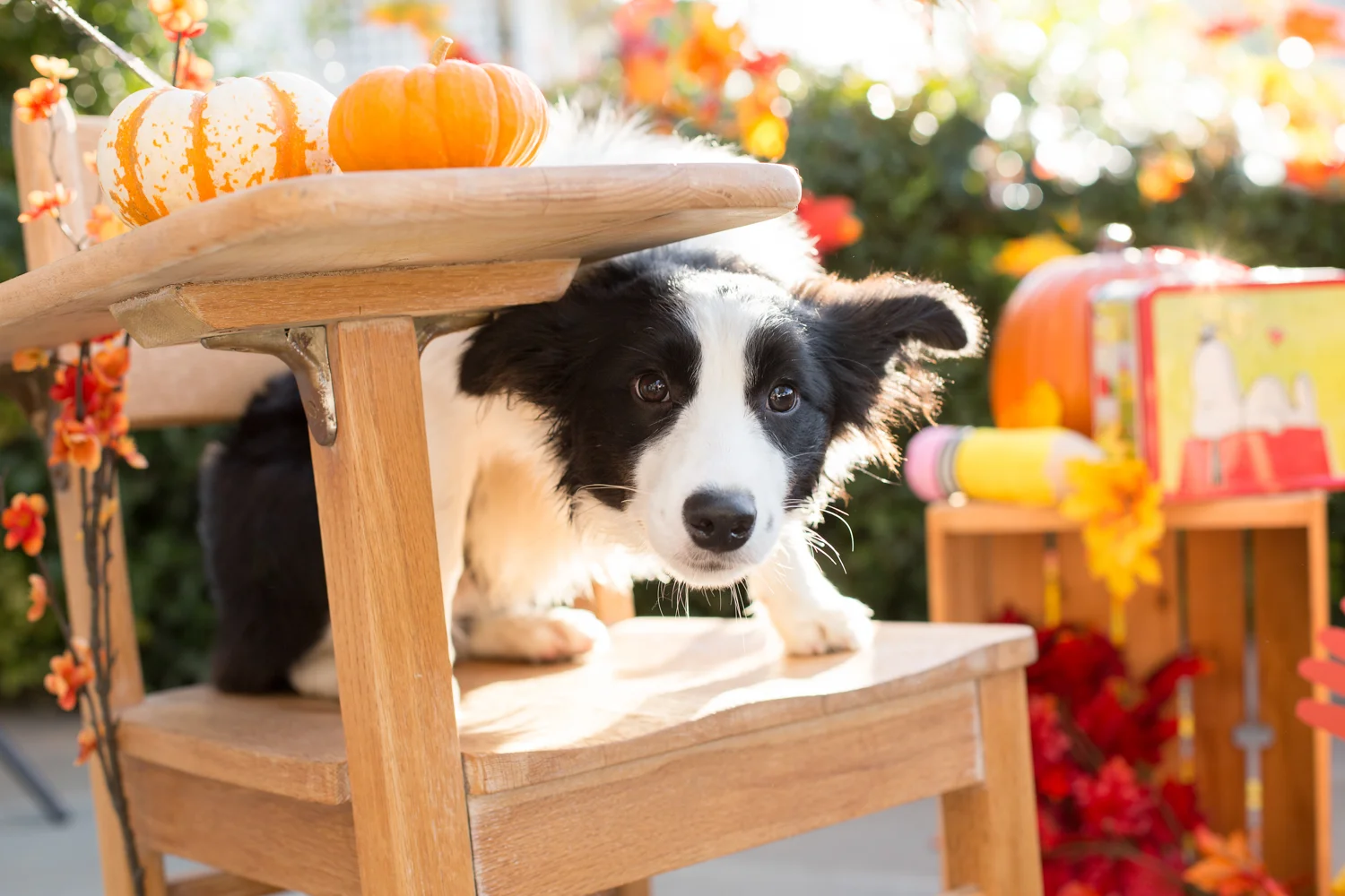 _WebsiteDogs57_A3A2386 ps_1500.JPG