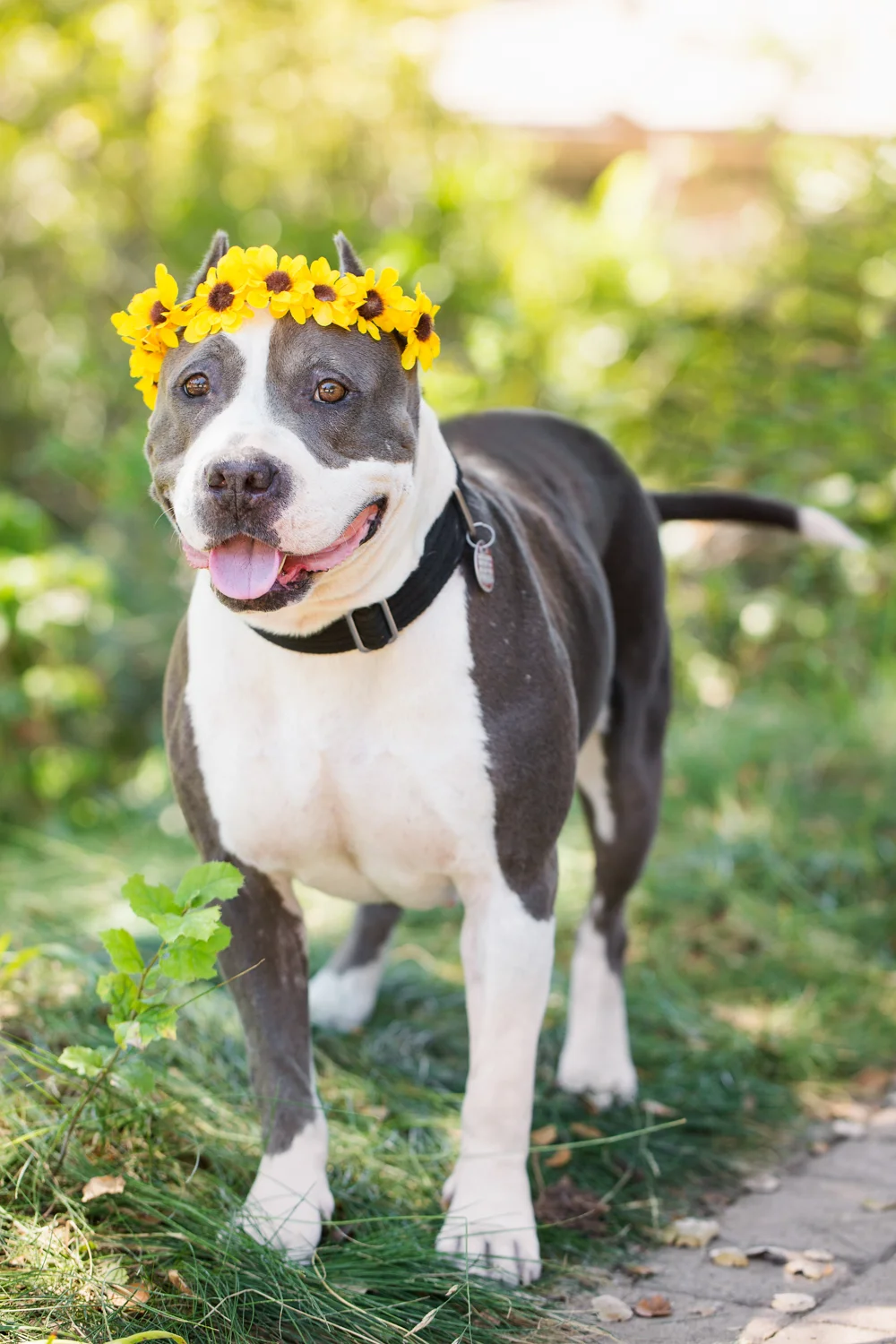 _WebsiteDogsSingles26VeilsTrailsTails16_171 Daisy_1500.JPG