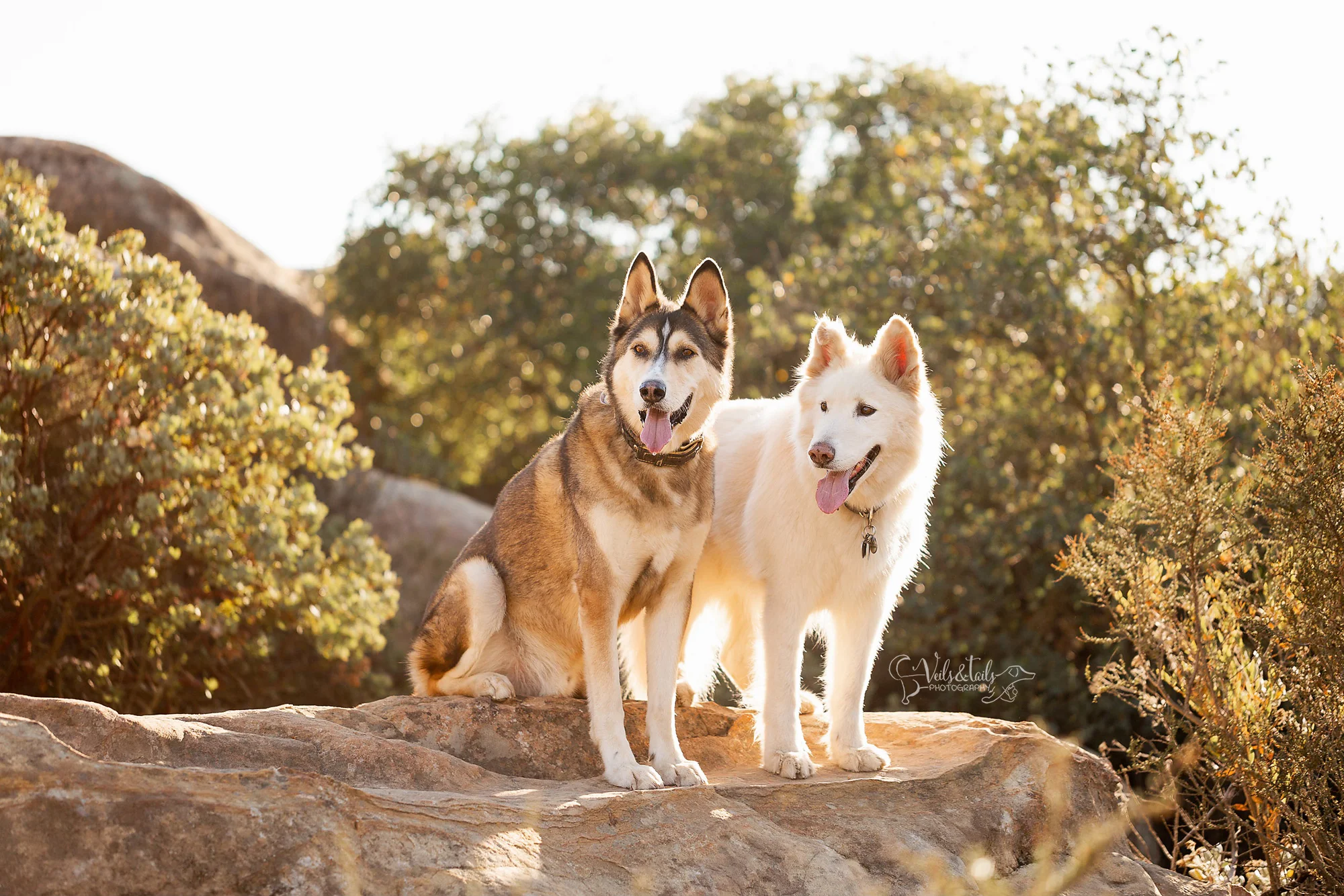 Dog photographer Santa Barbara