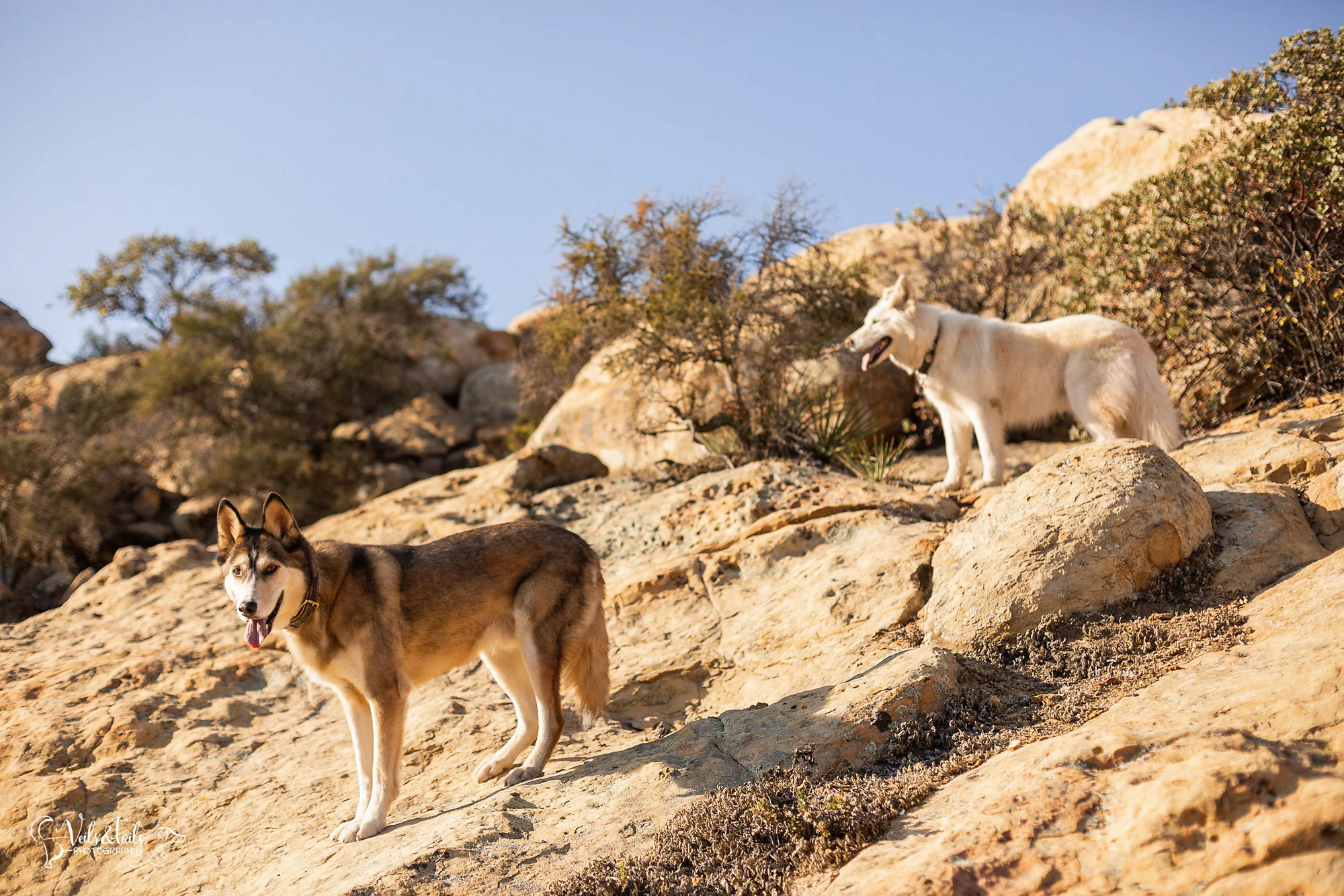 professional pet photographer santa barbara