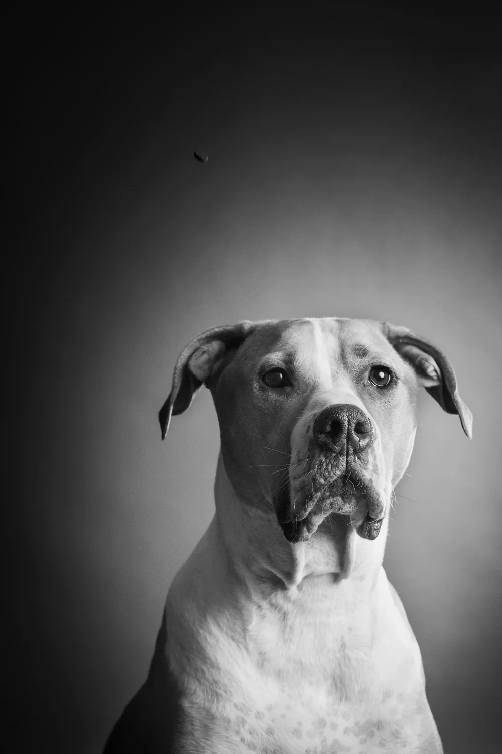 rescue dog portraits photographer