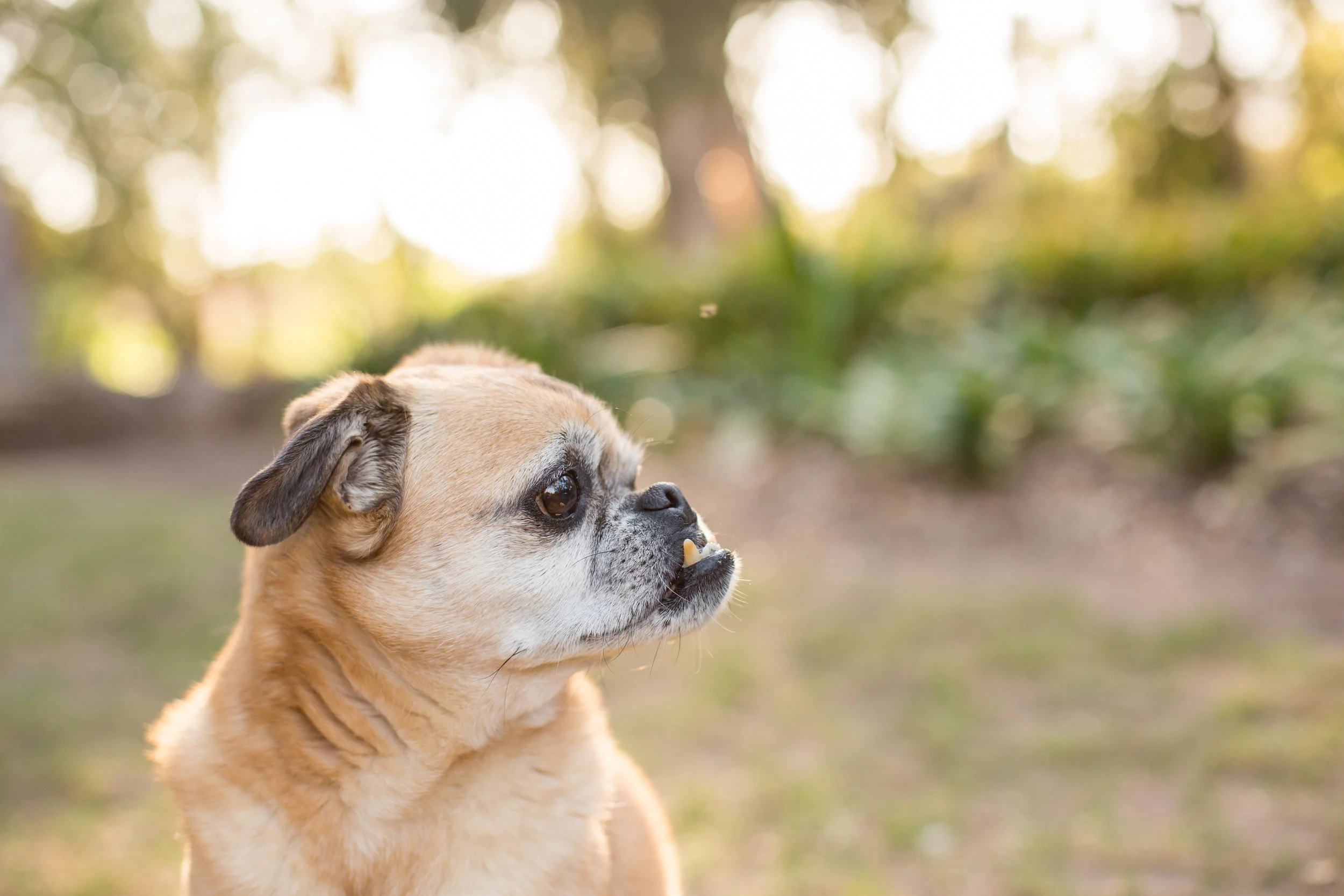 pet photographer santa barbara
