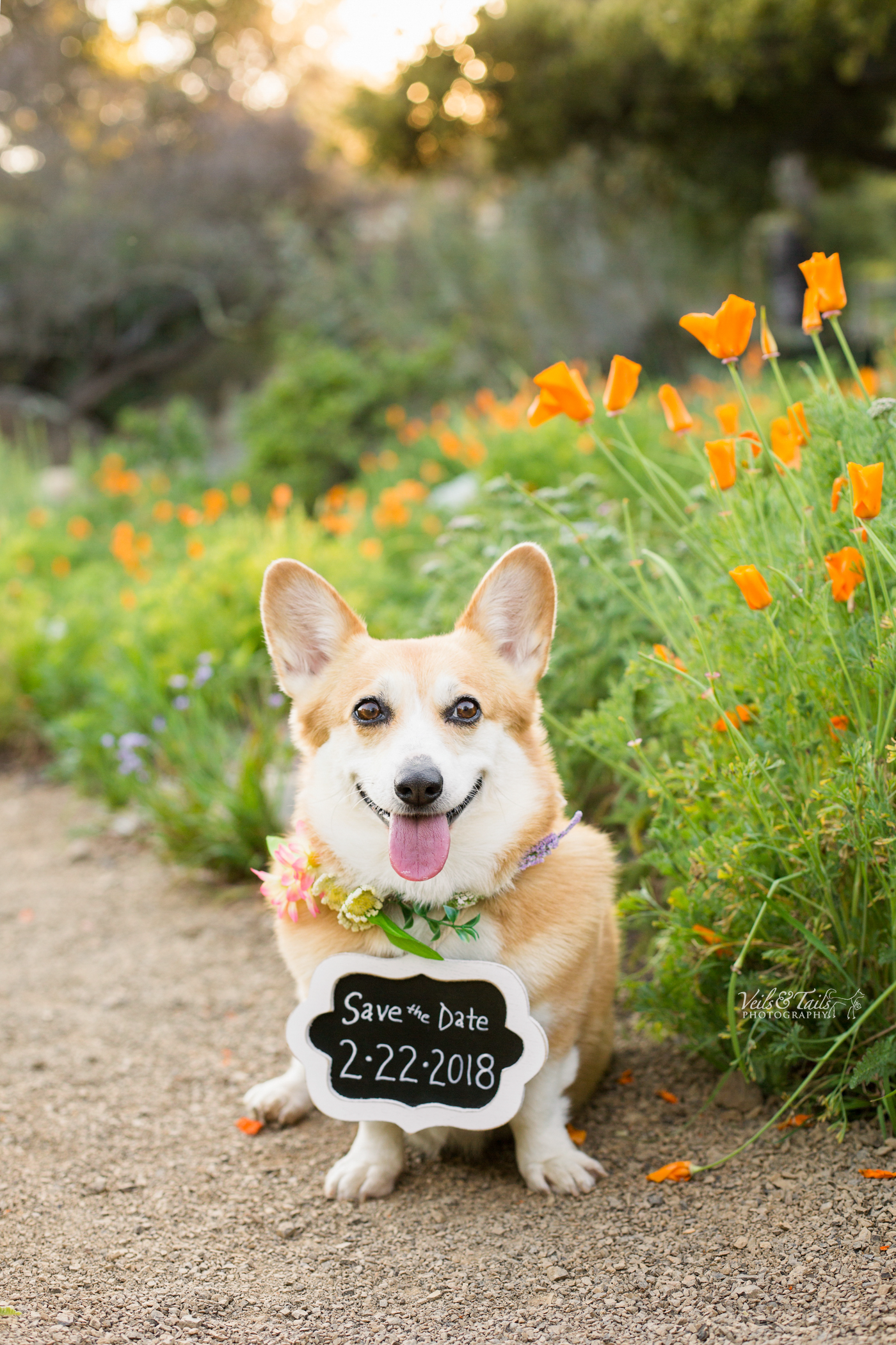 Dog as best man for wedding