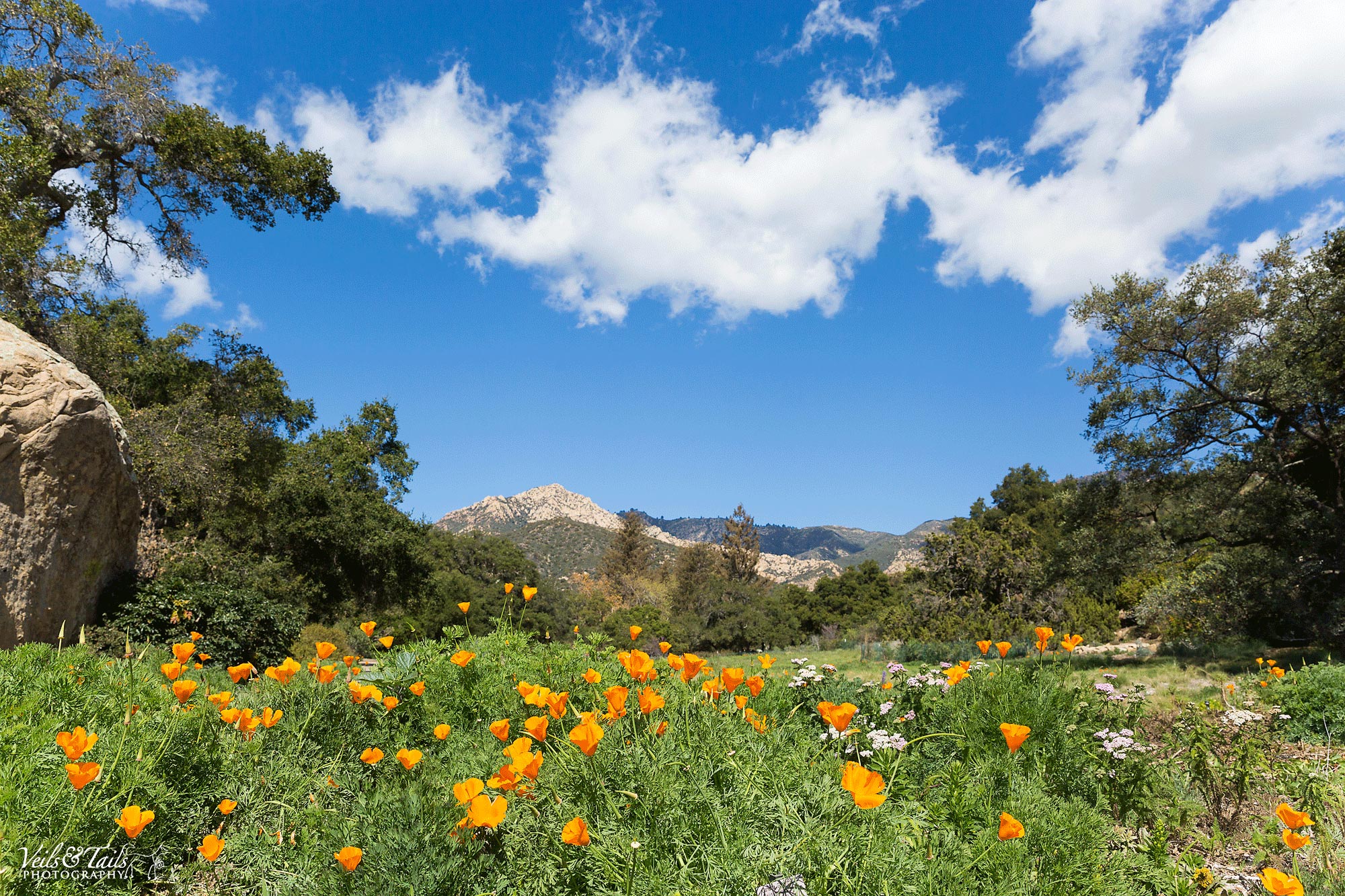 Santa Barbara botanical gardens wedding