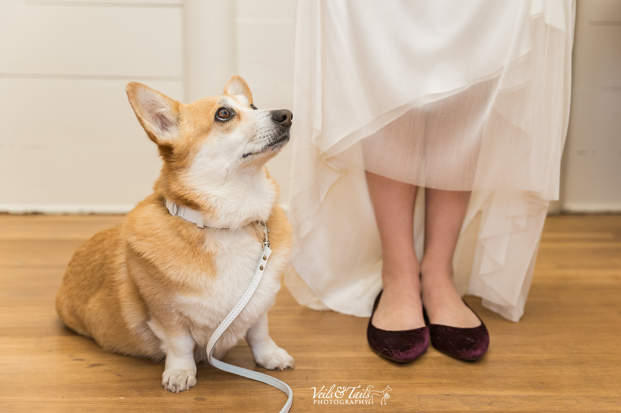 pet and wedding photographer Santa Barbara