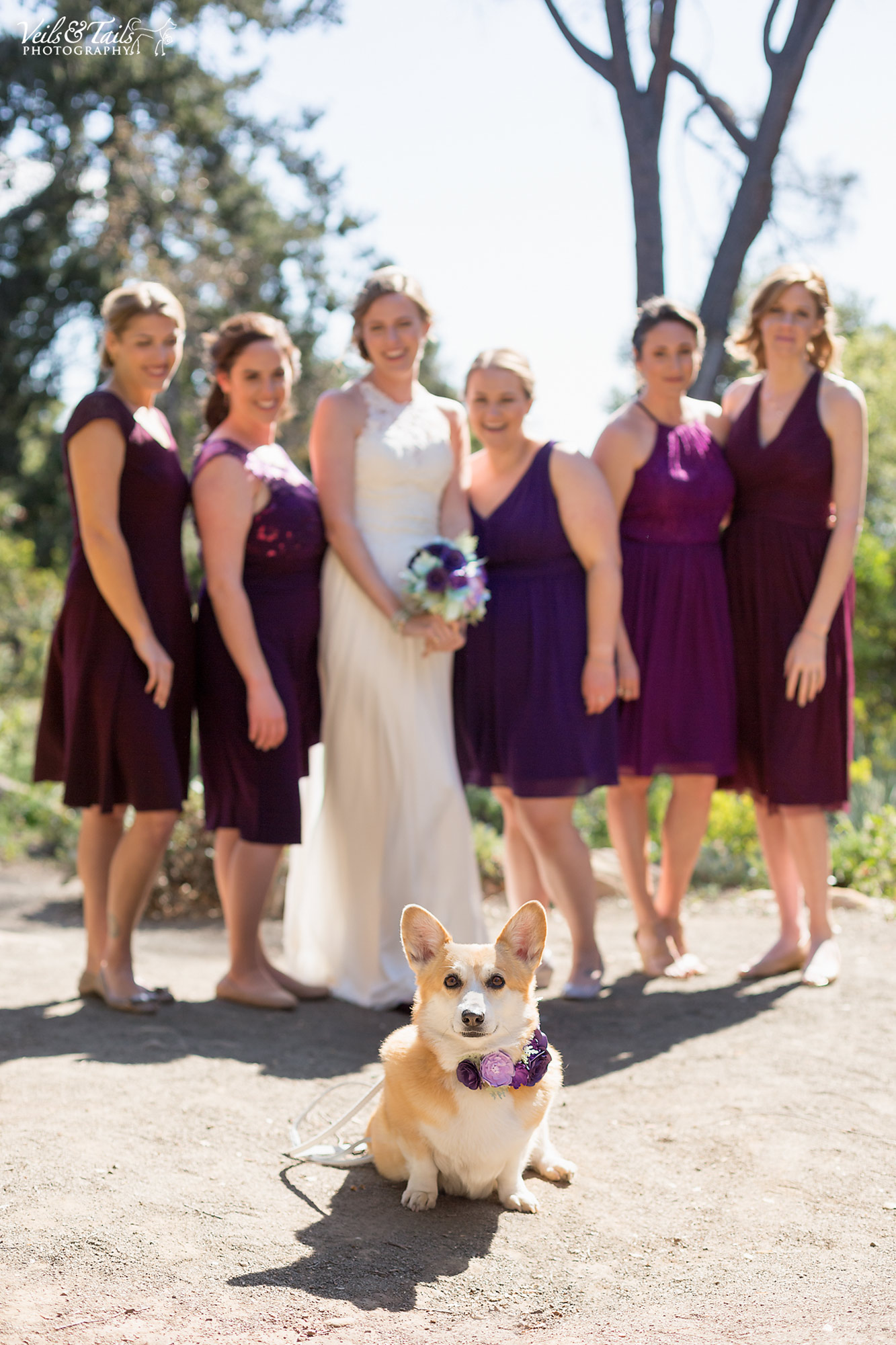 pet and wedding photographer Santa Barbara