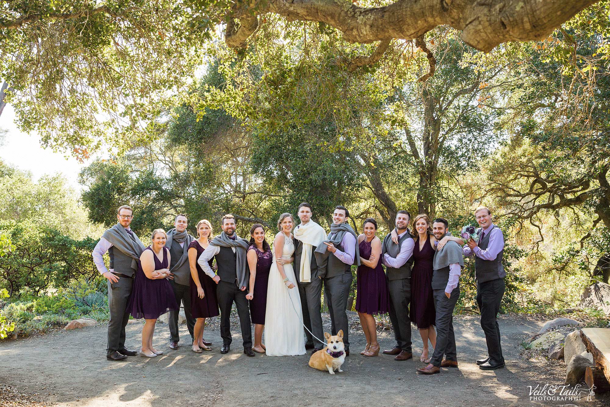 wedding with dogs in them