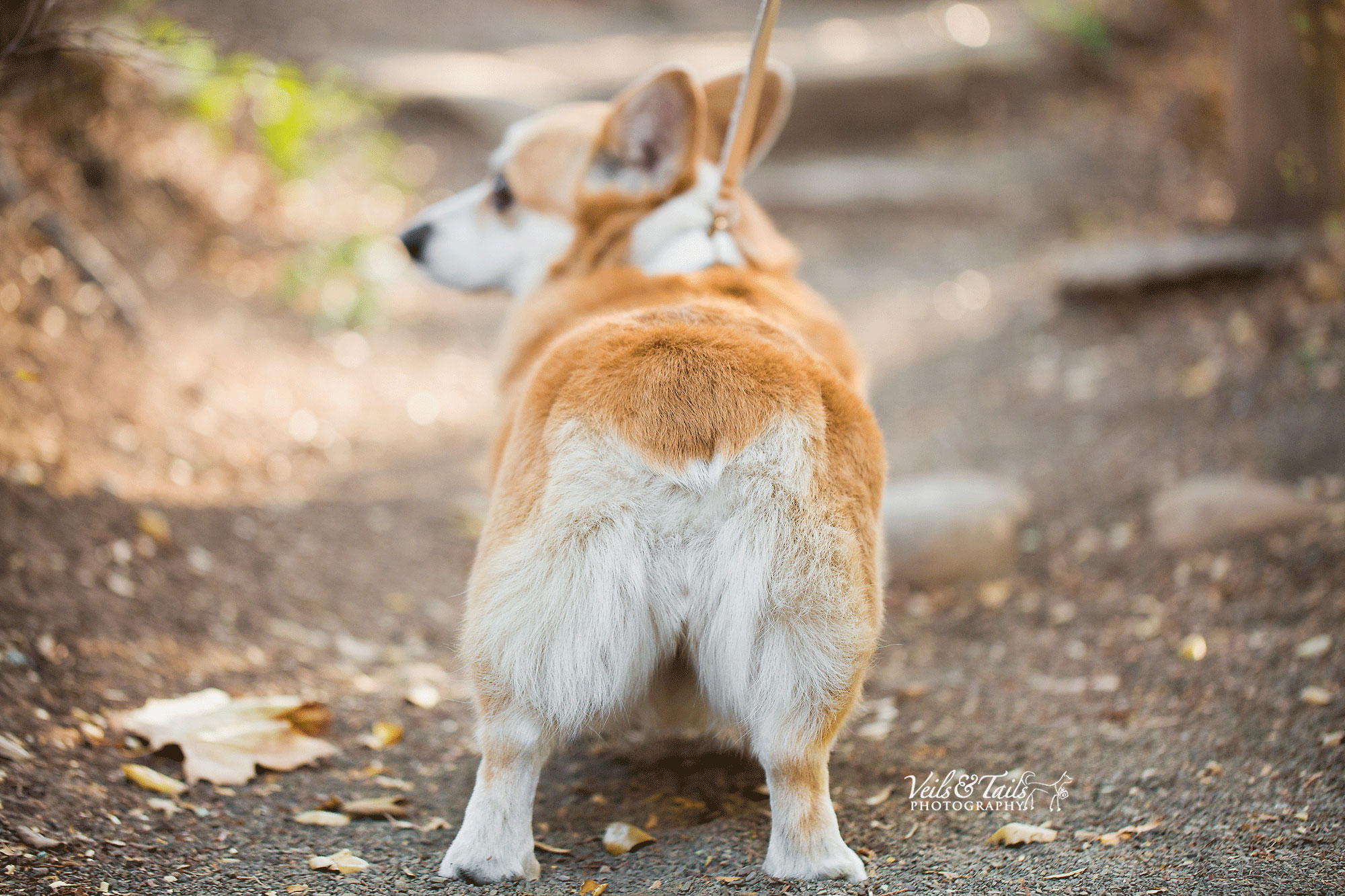 dogs in wedding