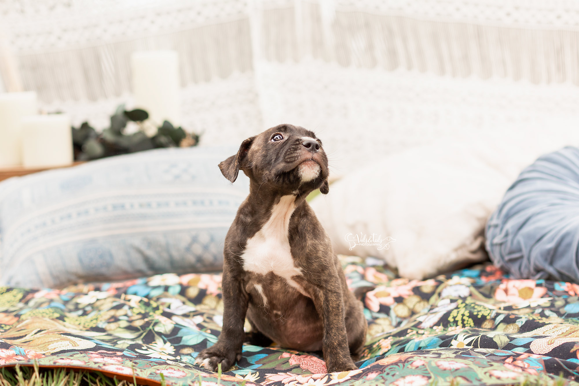 Rescue Dogs Santa Barbara
