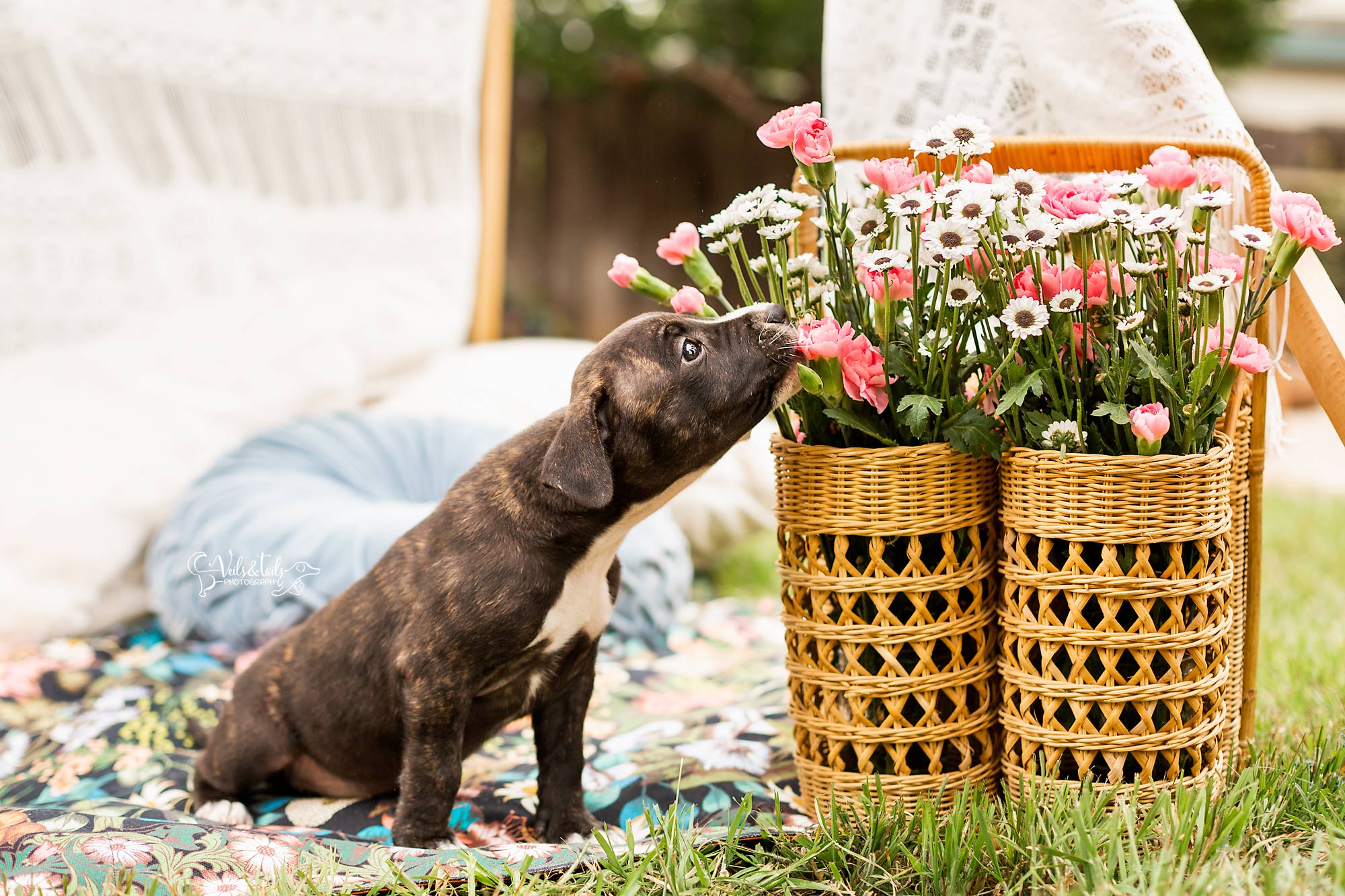 Santa Barbara Dog Photographer