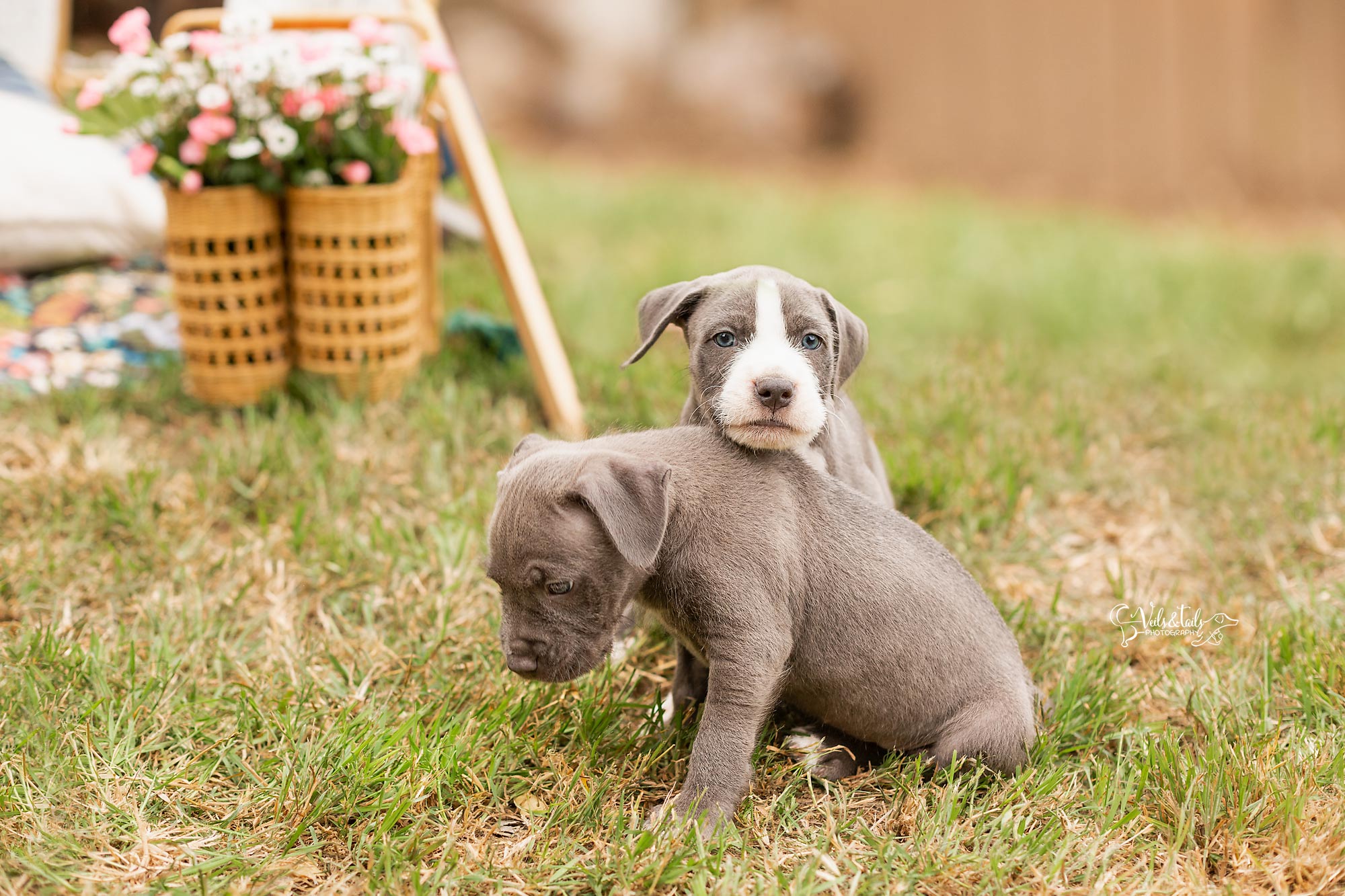 Pitbull Puppies Santa Barbara Photographer