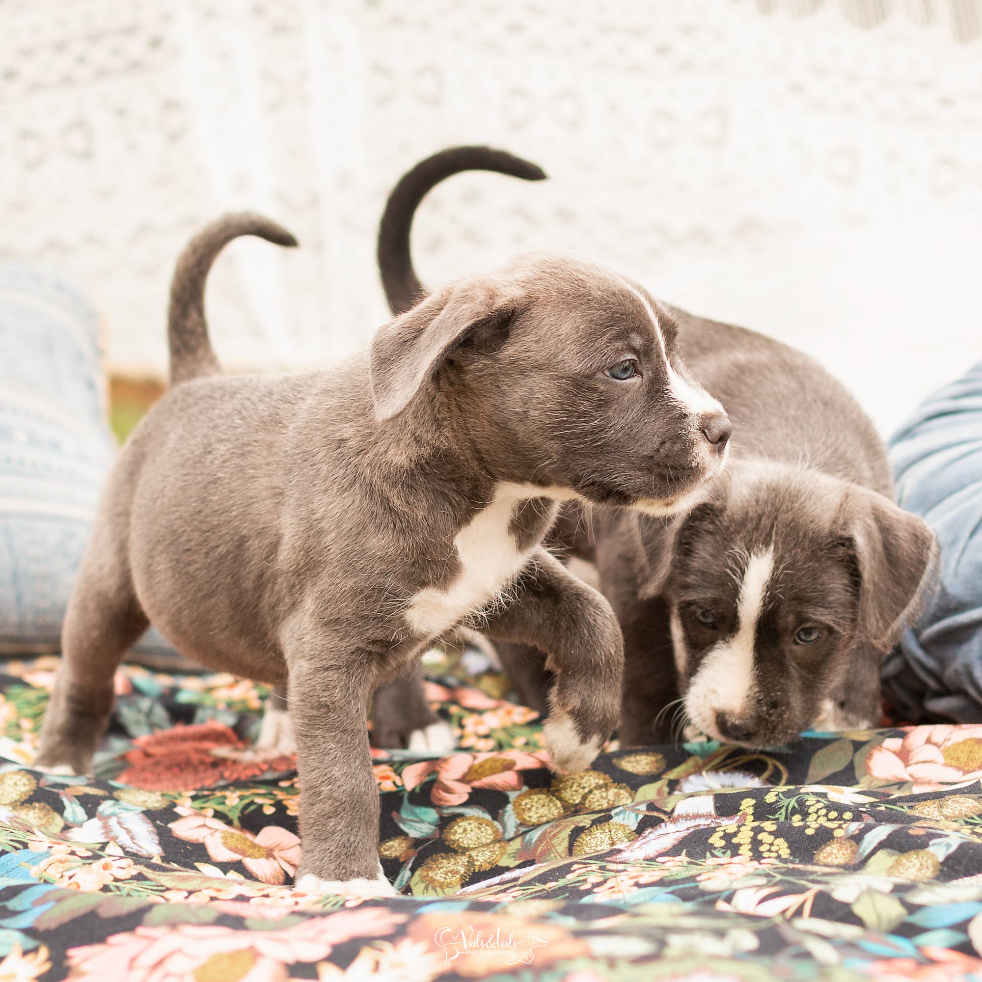 Santa Barbara Pet Photographer