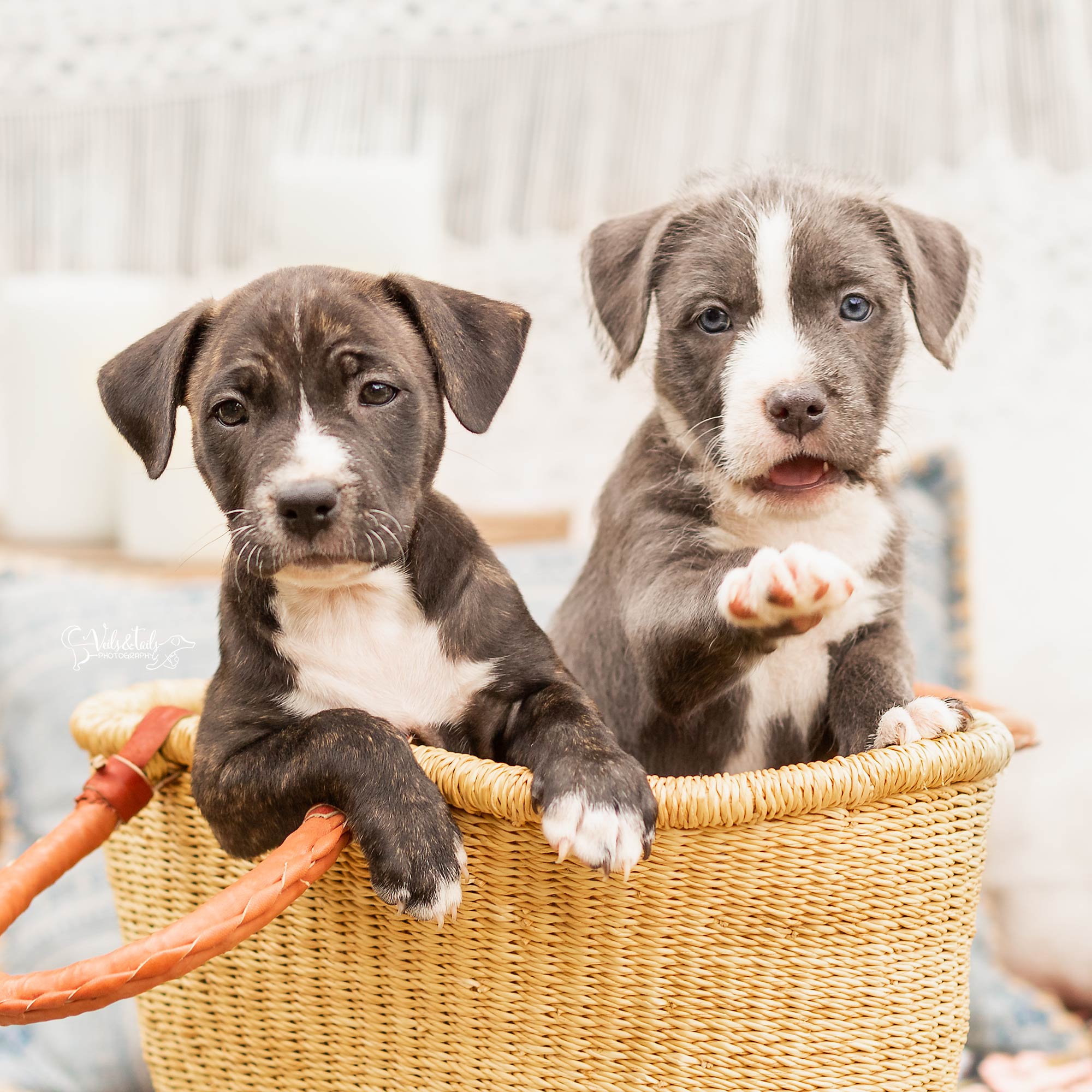 Santa Barbara Pet Photographer