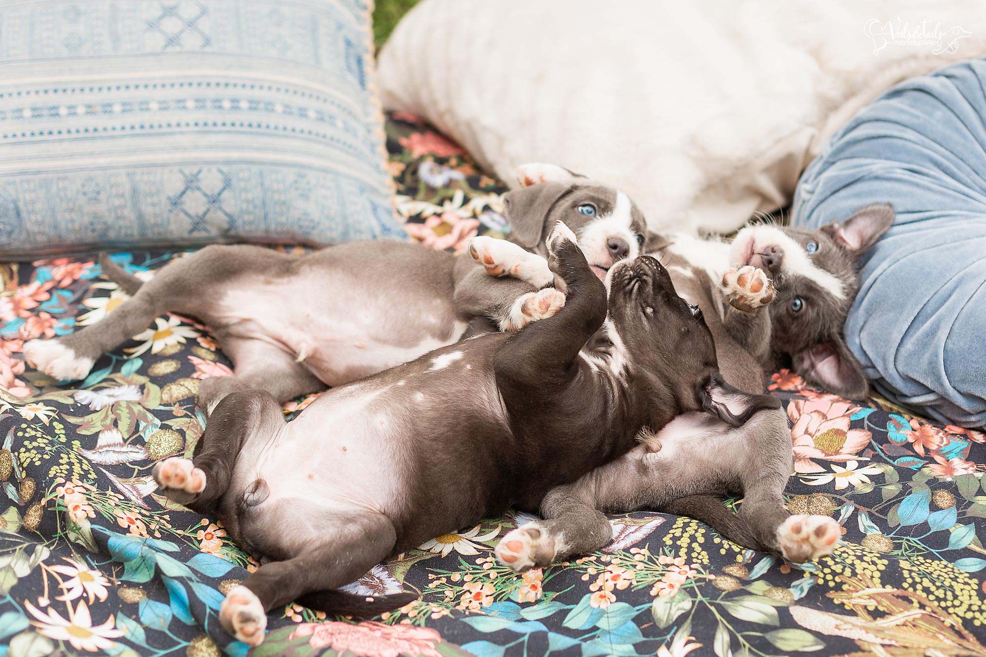 Santa Barbara Puppies