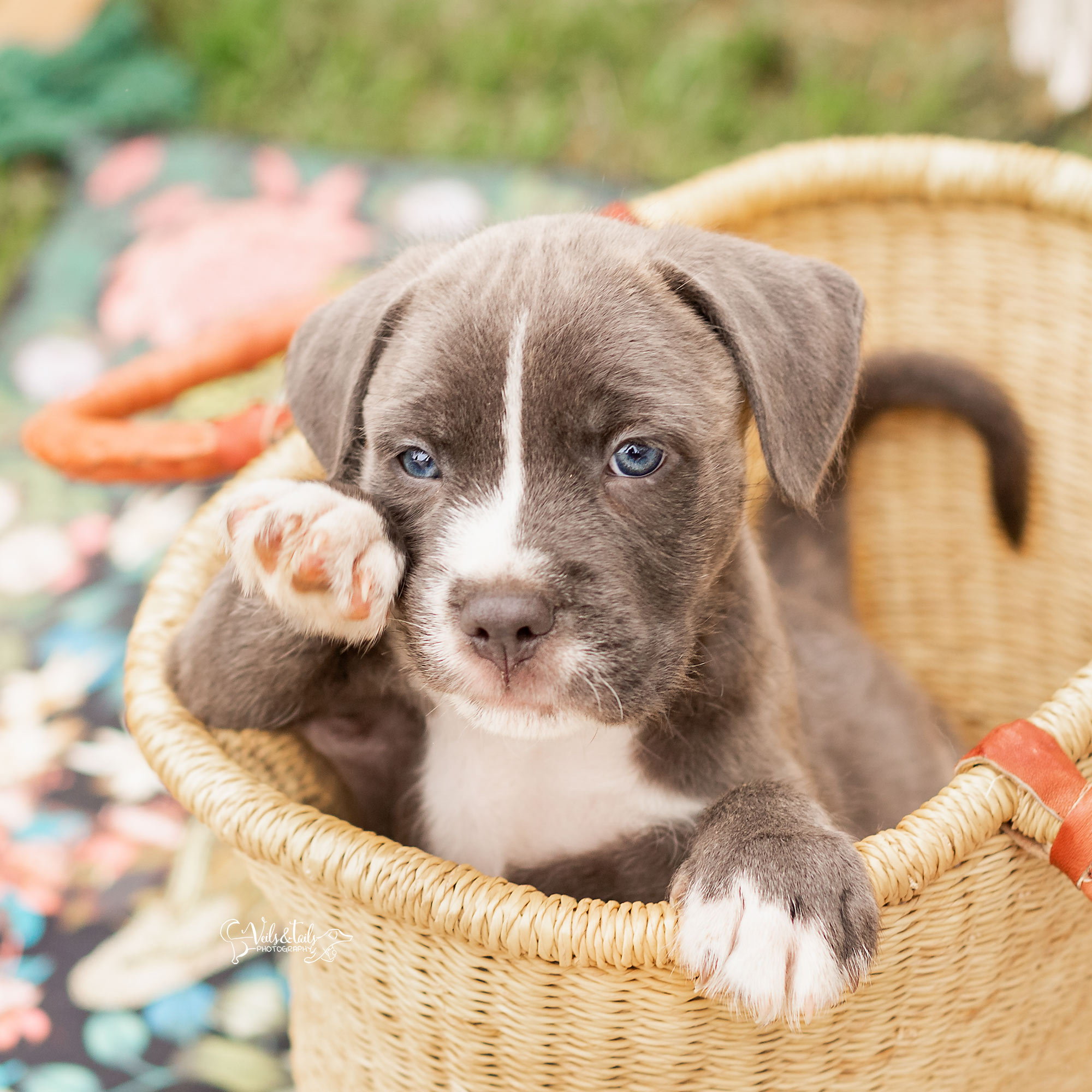 Santa Barbara Pet Photographer Puppy