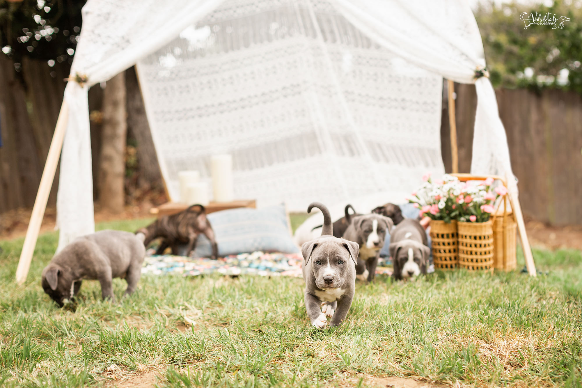 Santa Barbara Picnic Pet Photography