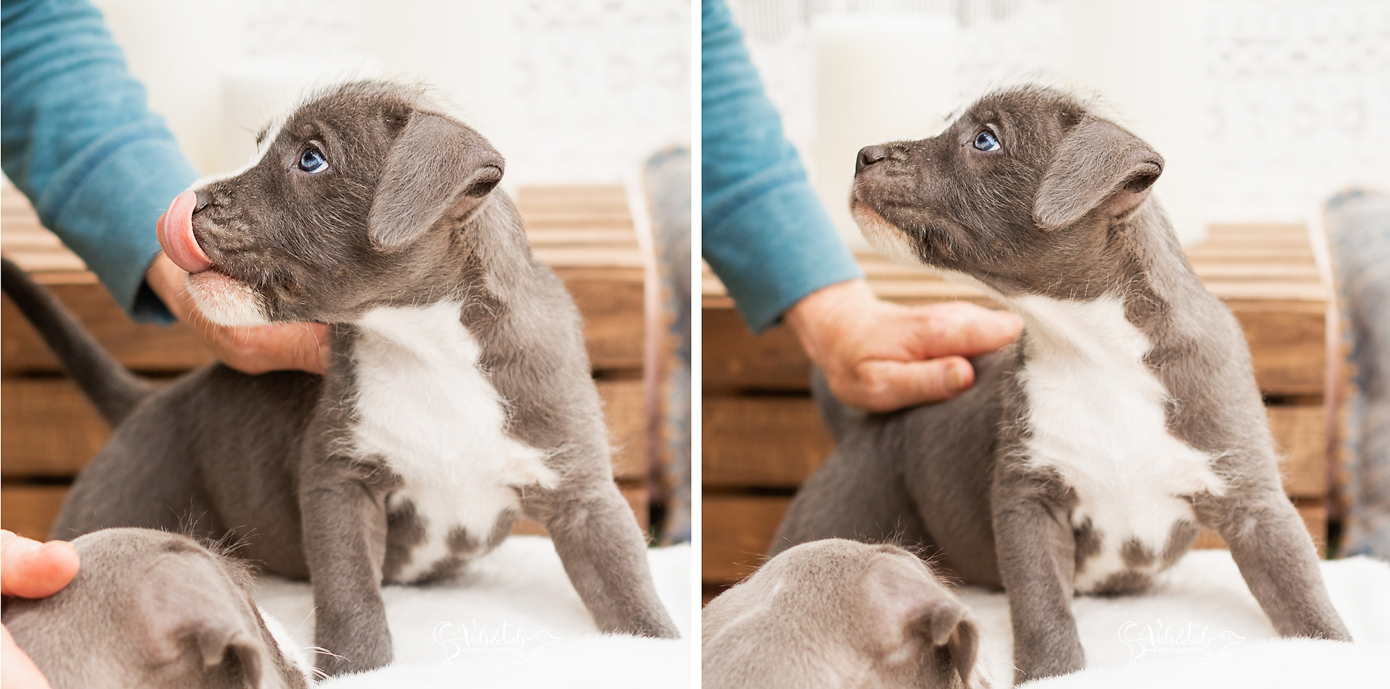 Puppy Photos Santa Barbara