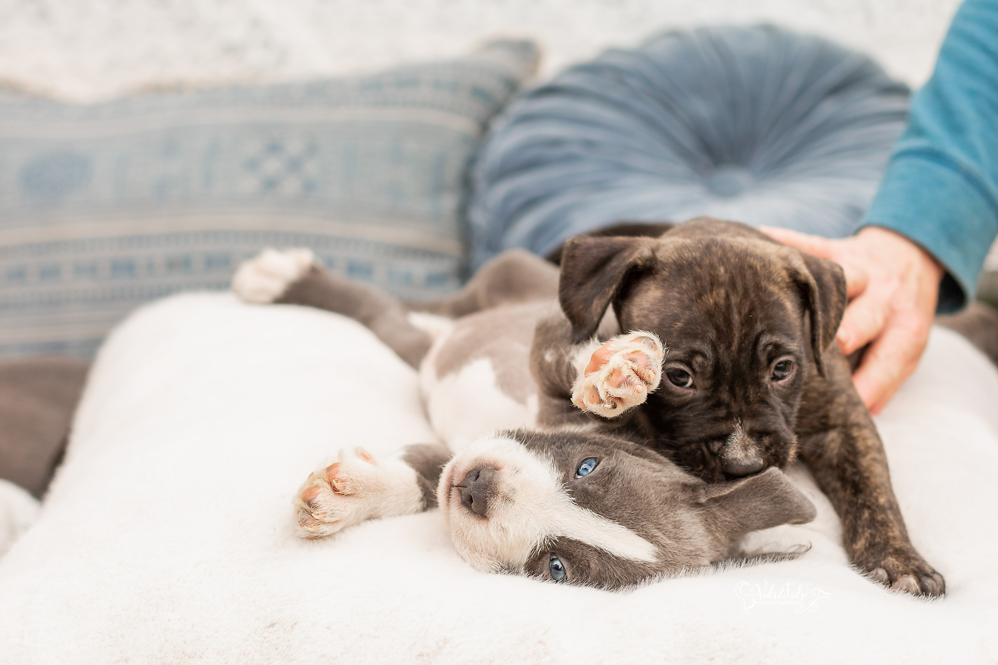 Santa Barbara Pet Photographer Puppies