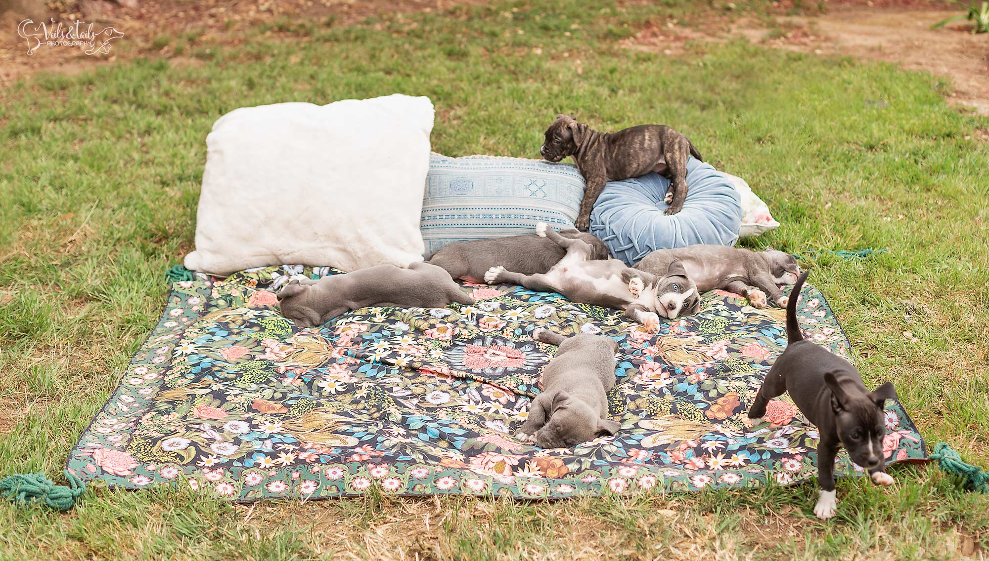 Santa Barbara Pet Photographer
