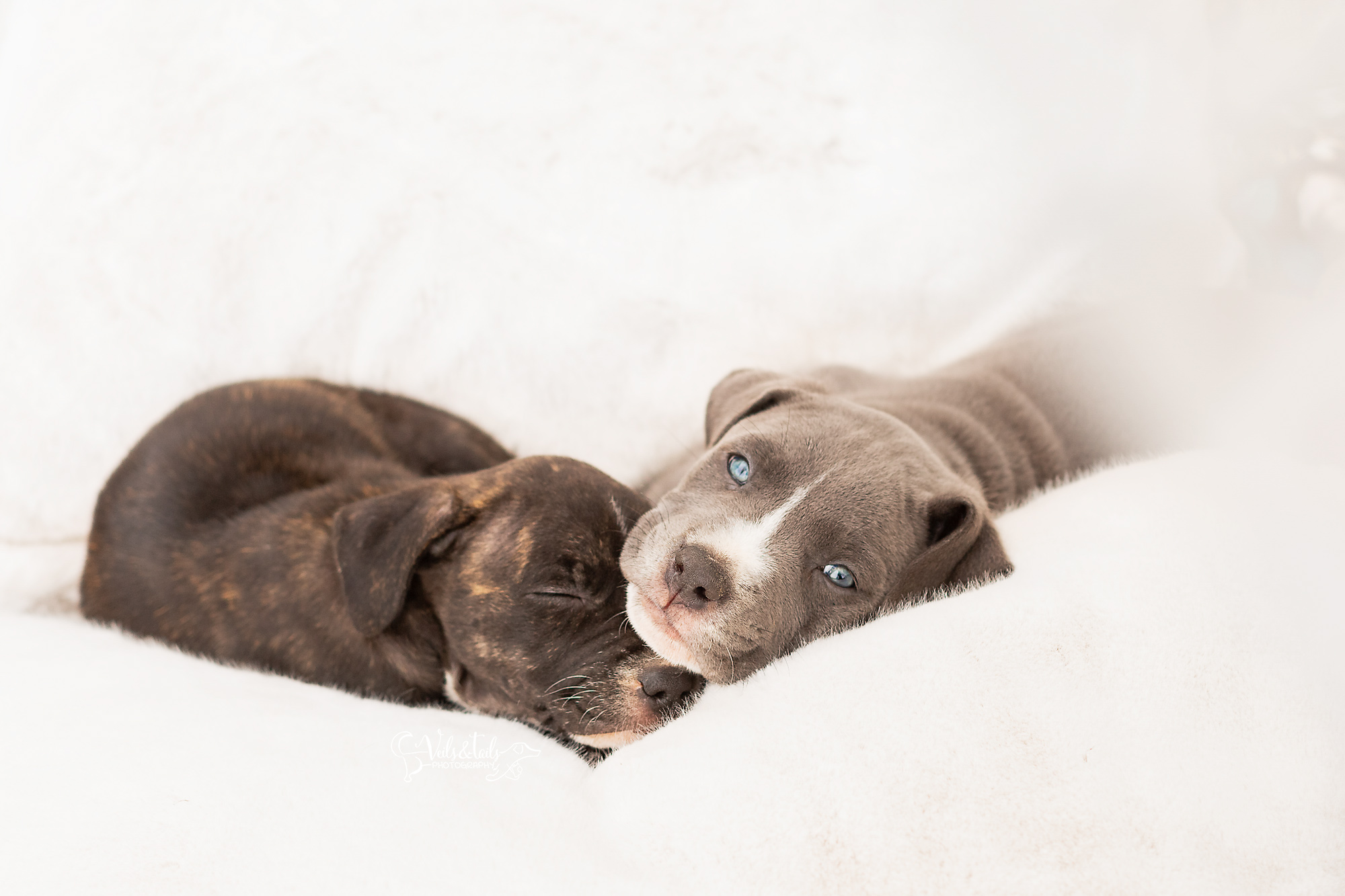 Santa Barbara Pet Photographer