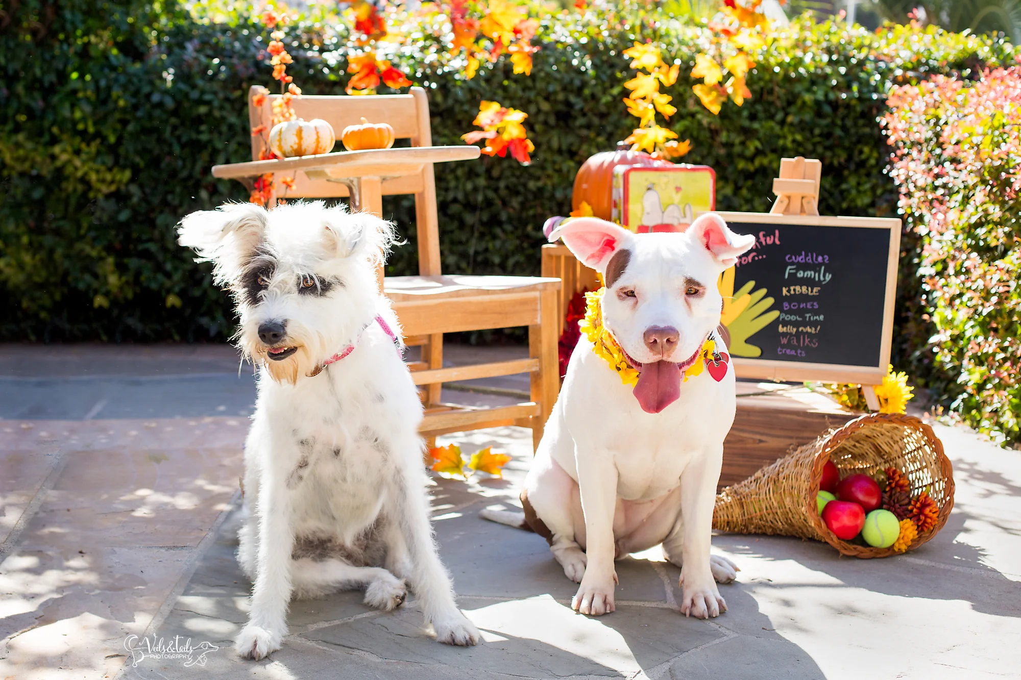 santa barbara pet photography