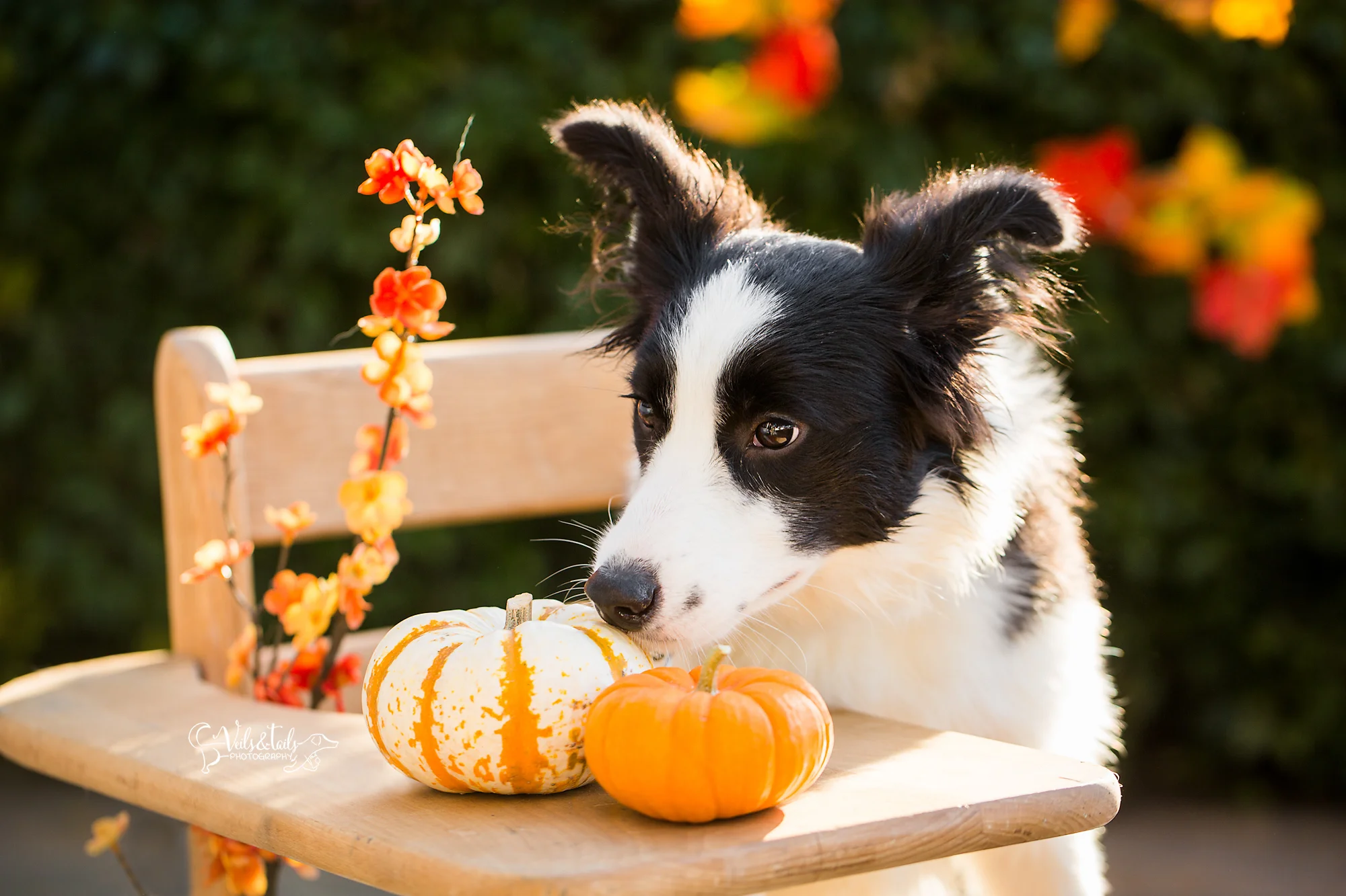 border collie puppy portrait
