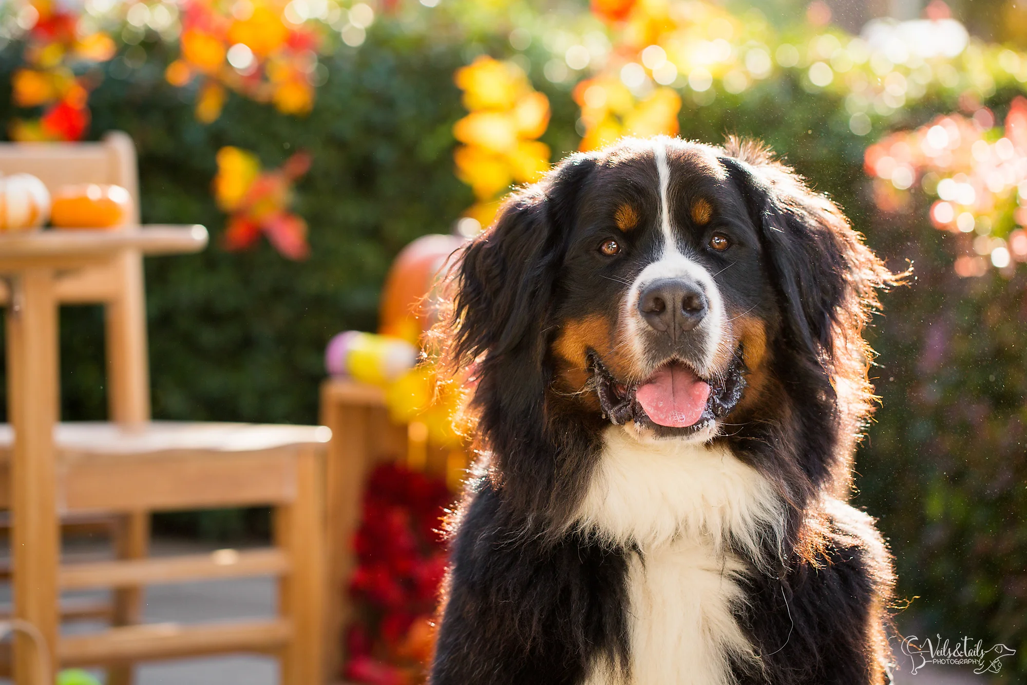 santa barbara pet photography