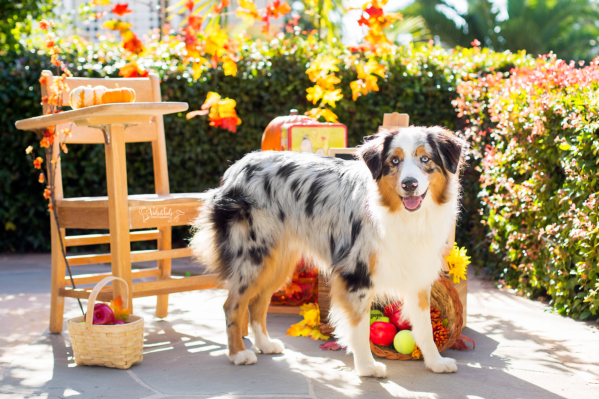 santa barbara pet photography