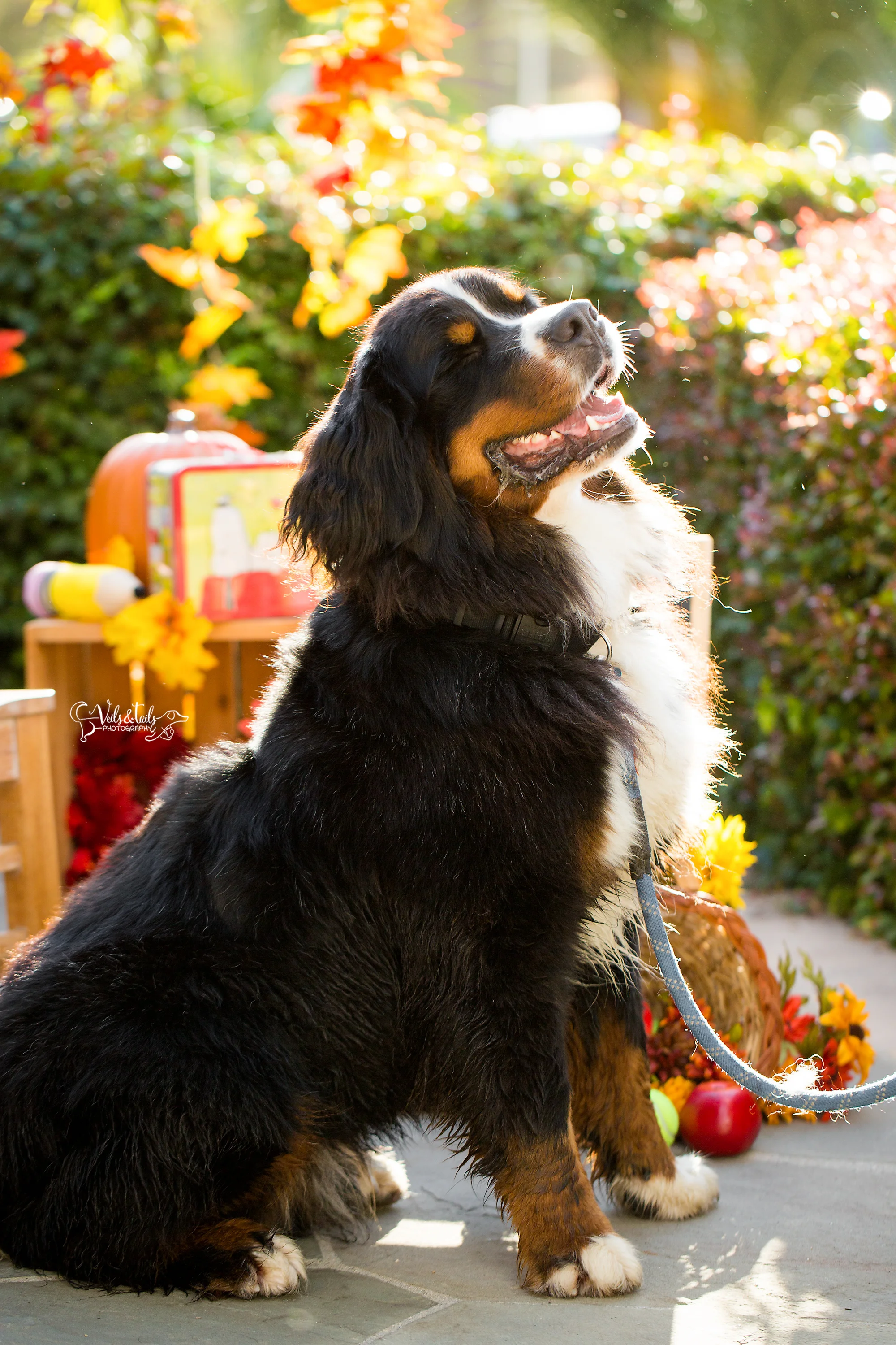 santa barbara pet photography