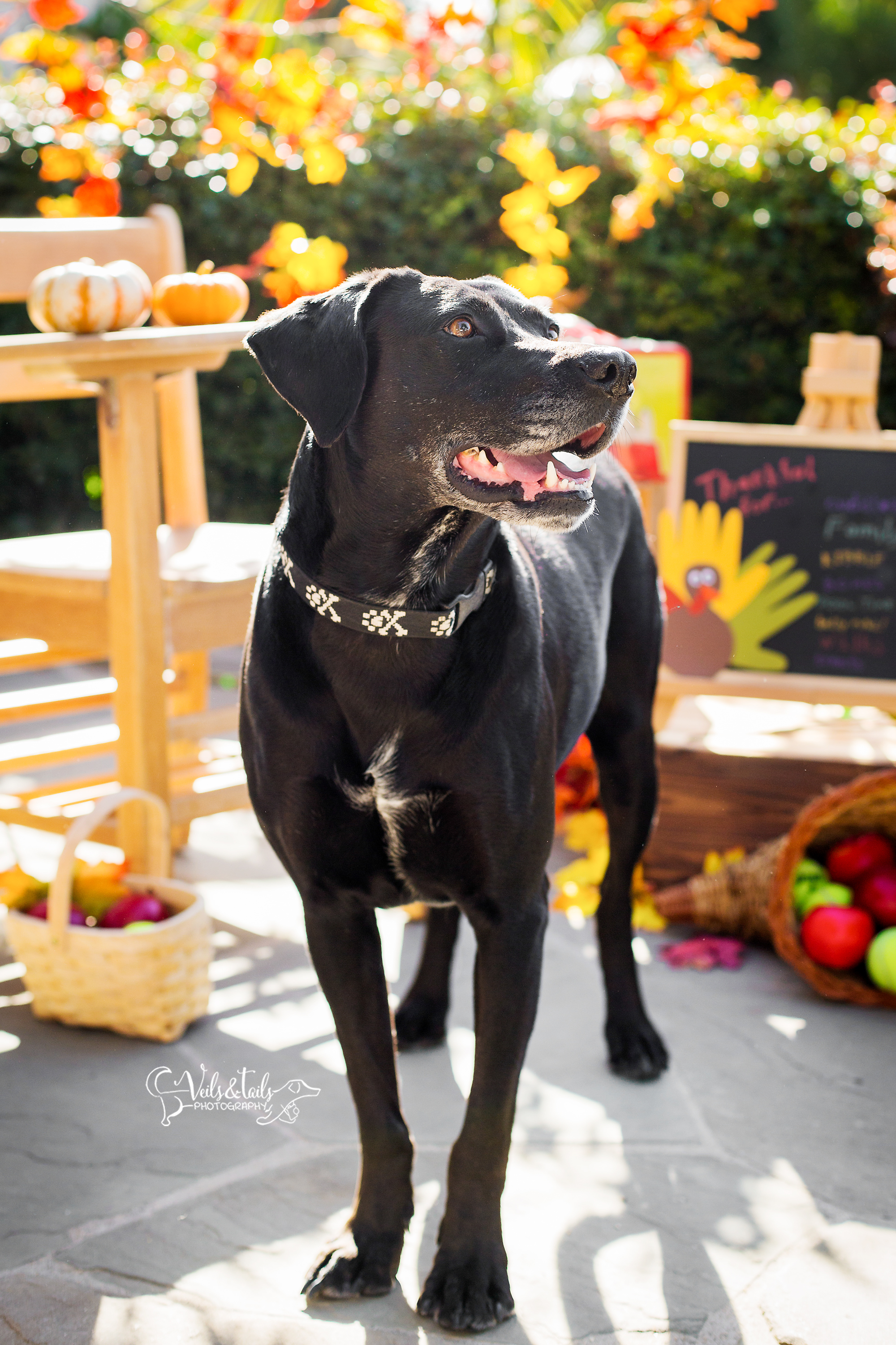 santa barbara pet photography