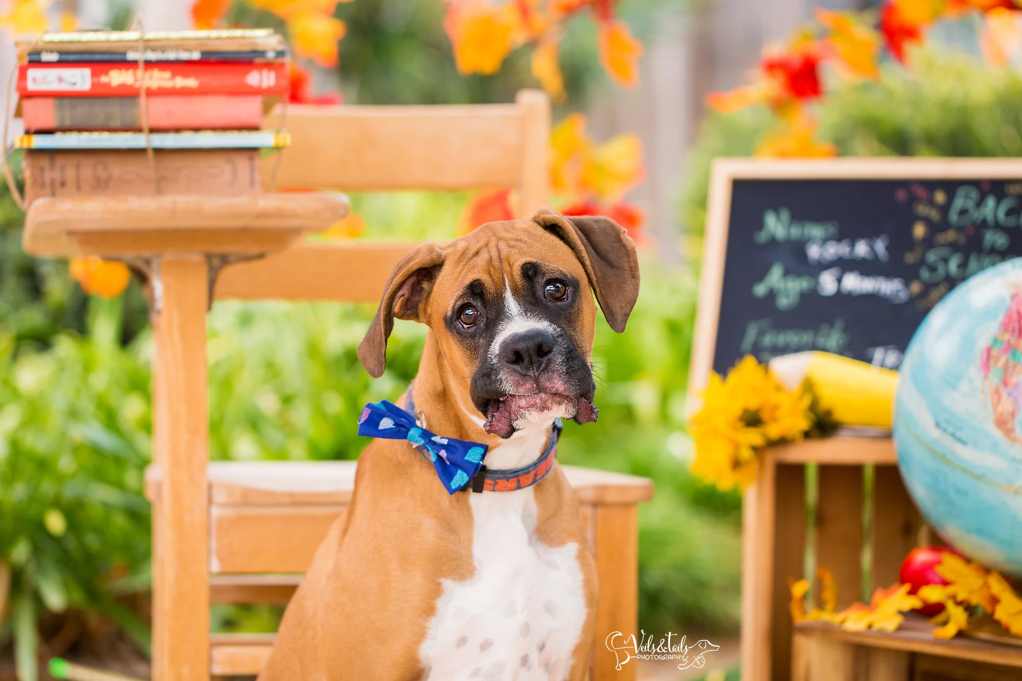 santa barbara puppy photography
