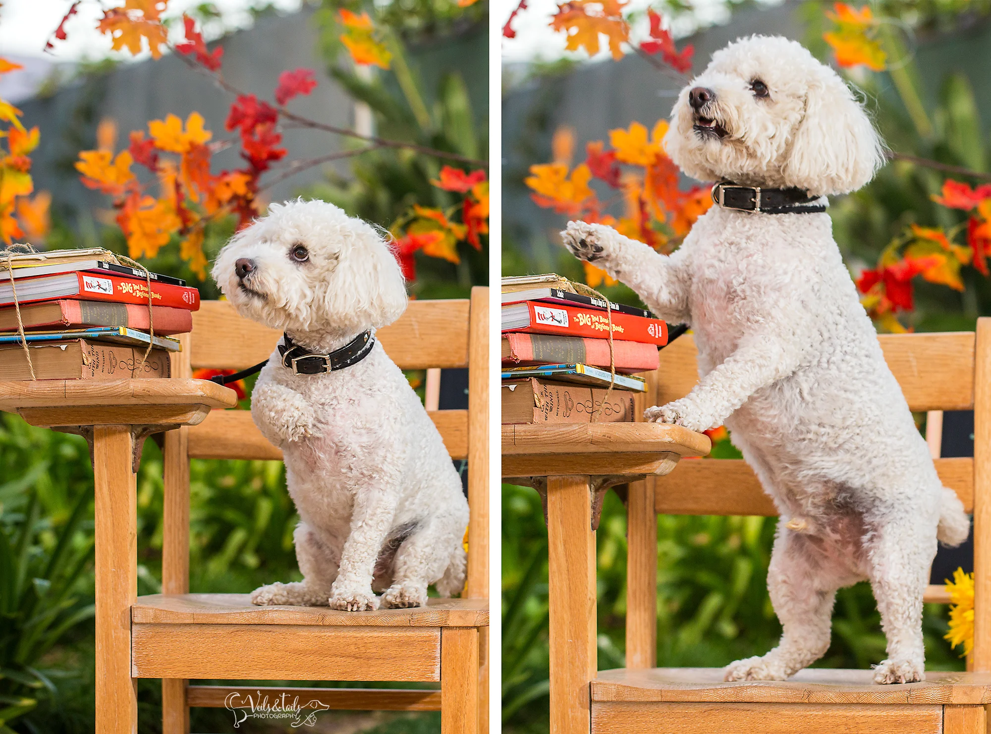 santa barbara pet photography back to school