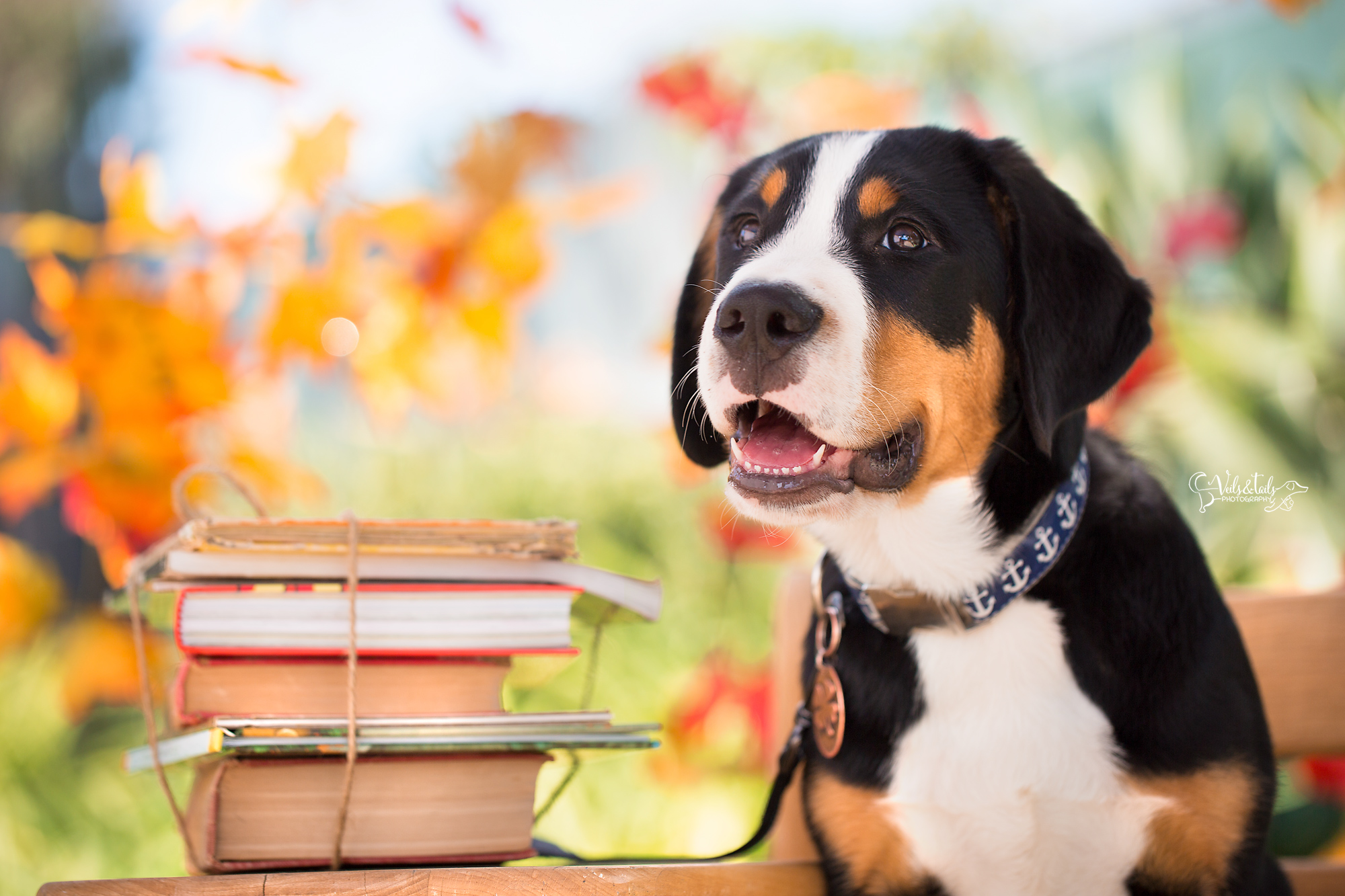 santa barbara puppy photography