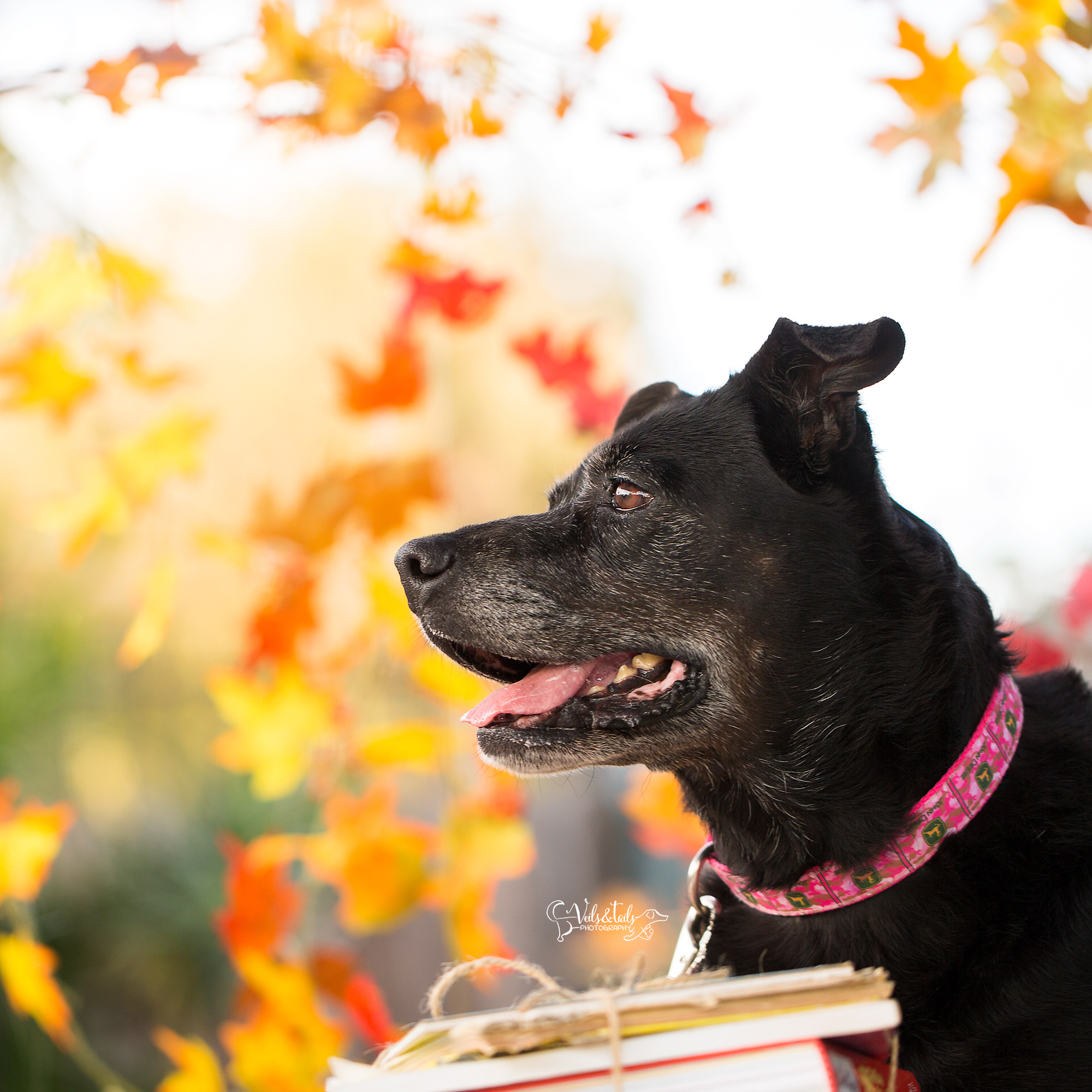 santa barbara senior dog photography