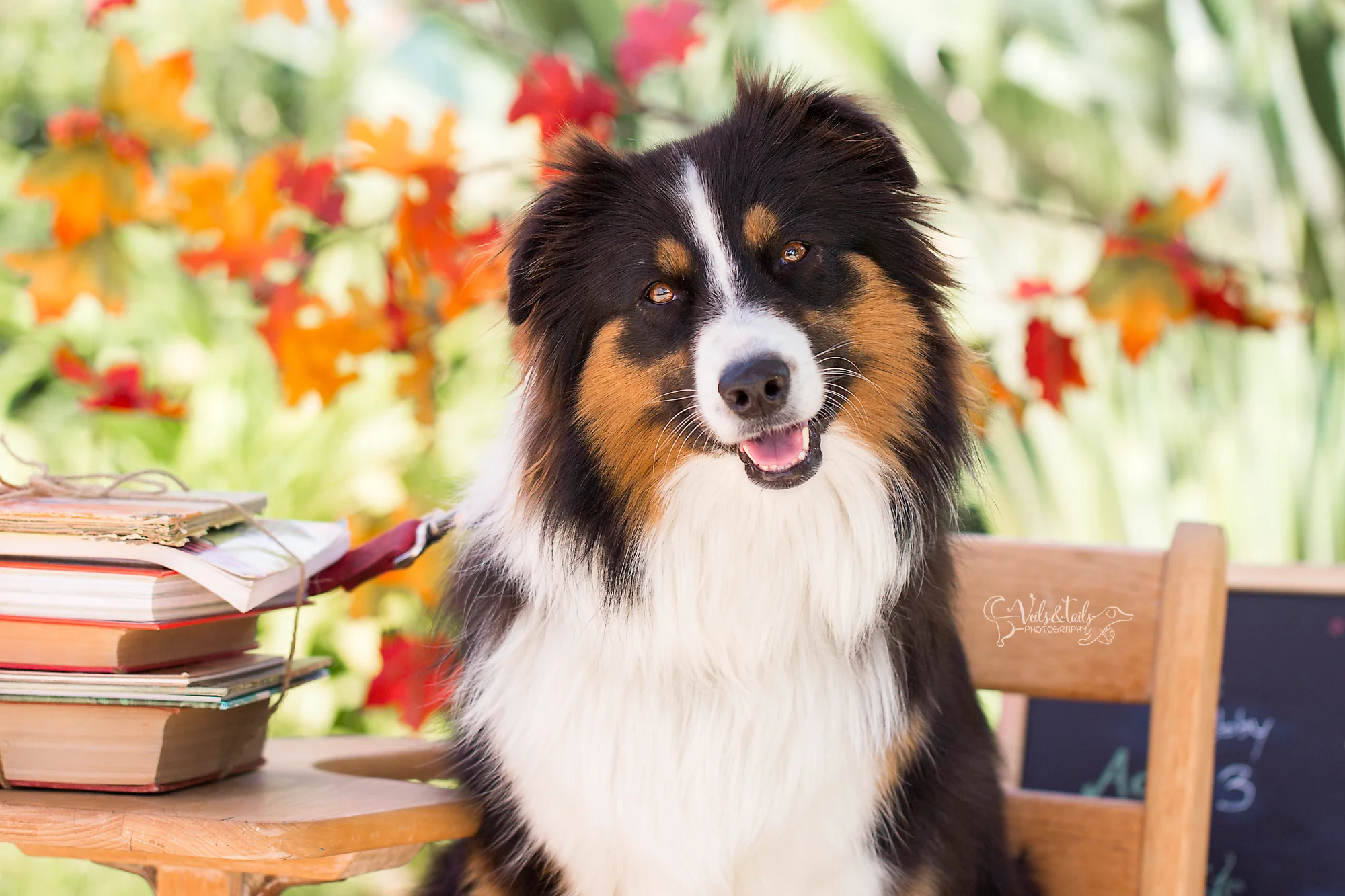 australian shepherd santa barbara photography