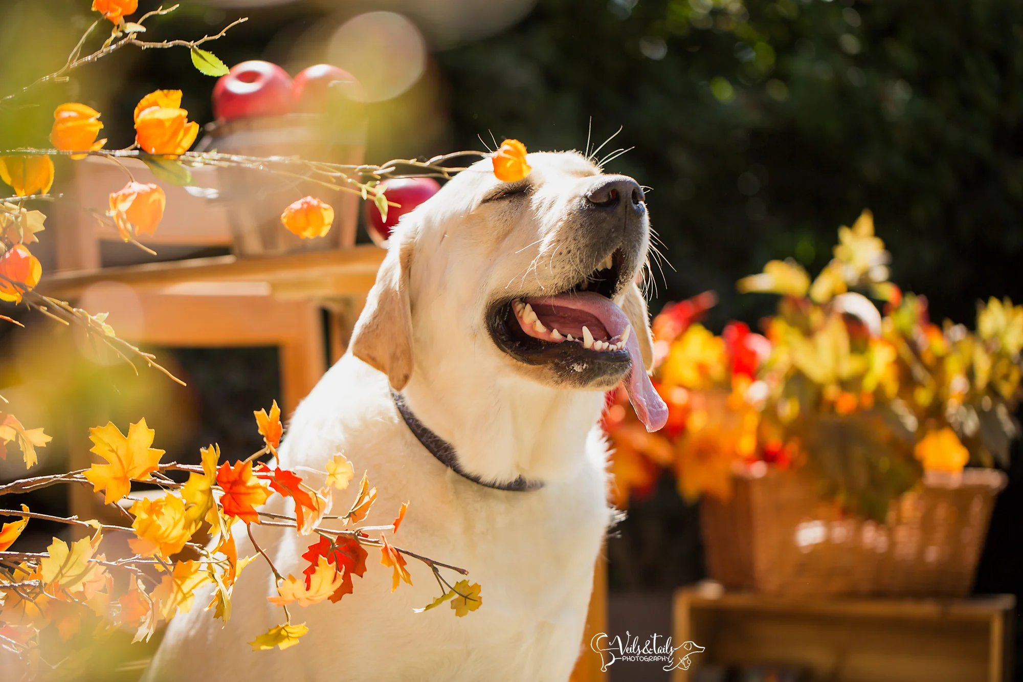 santa barbara pet photography